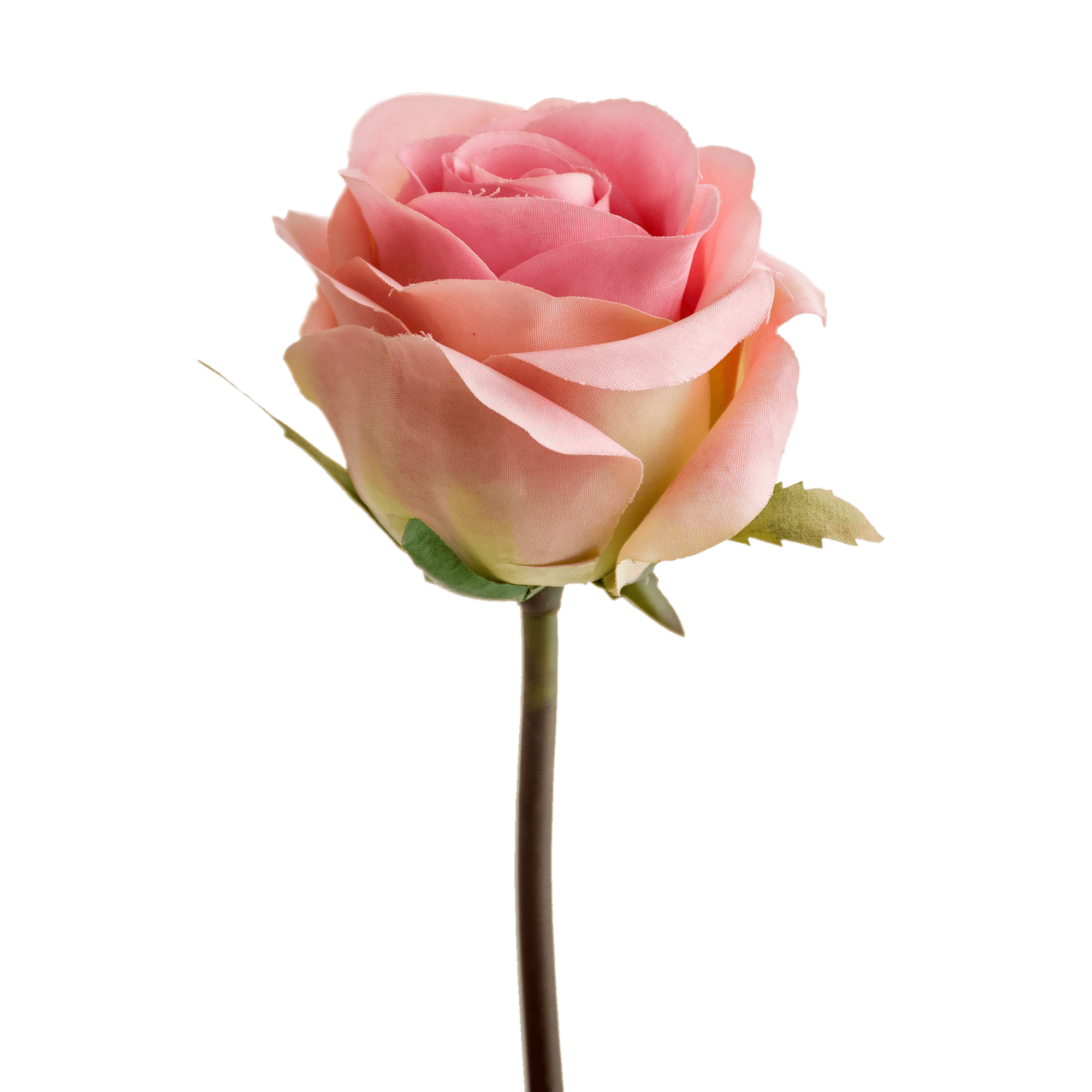 Rose Stem