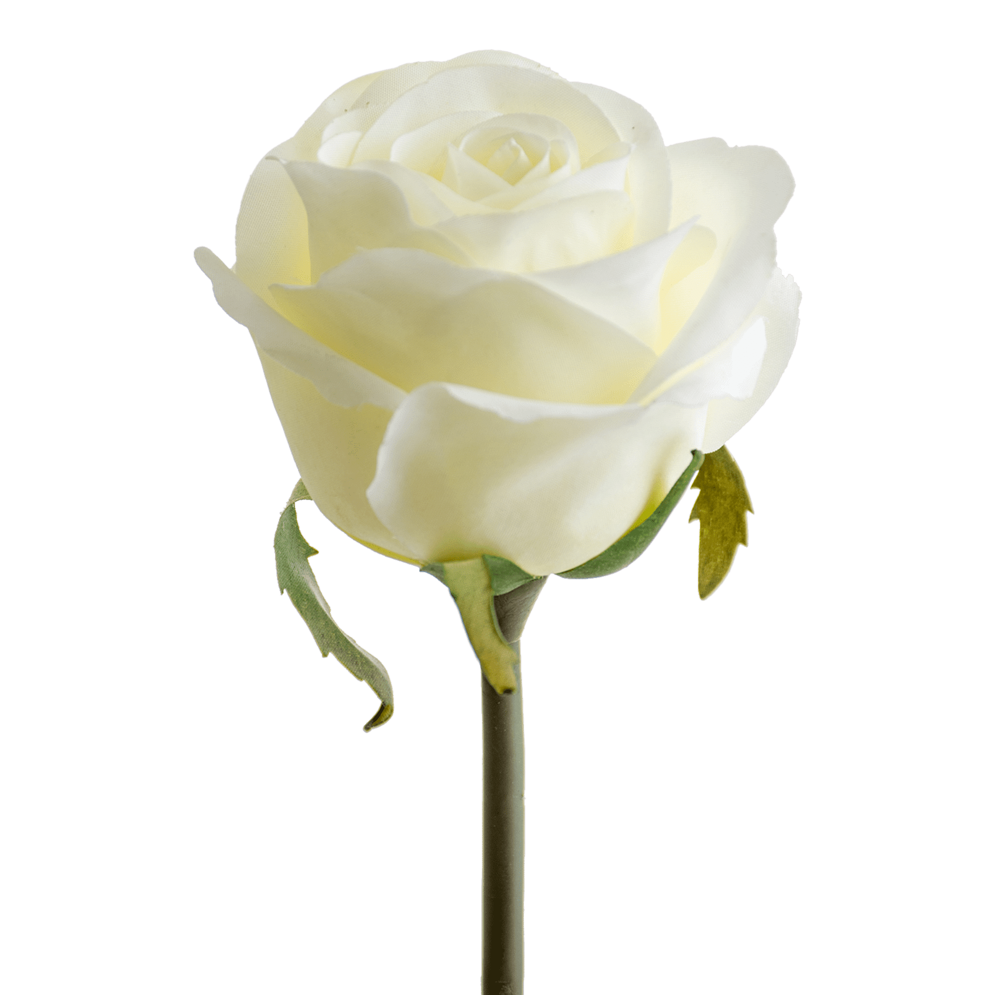Rose Stem