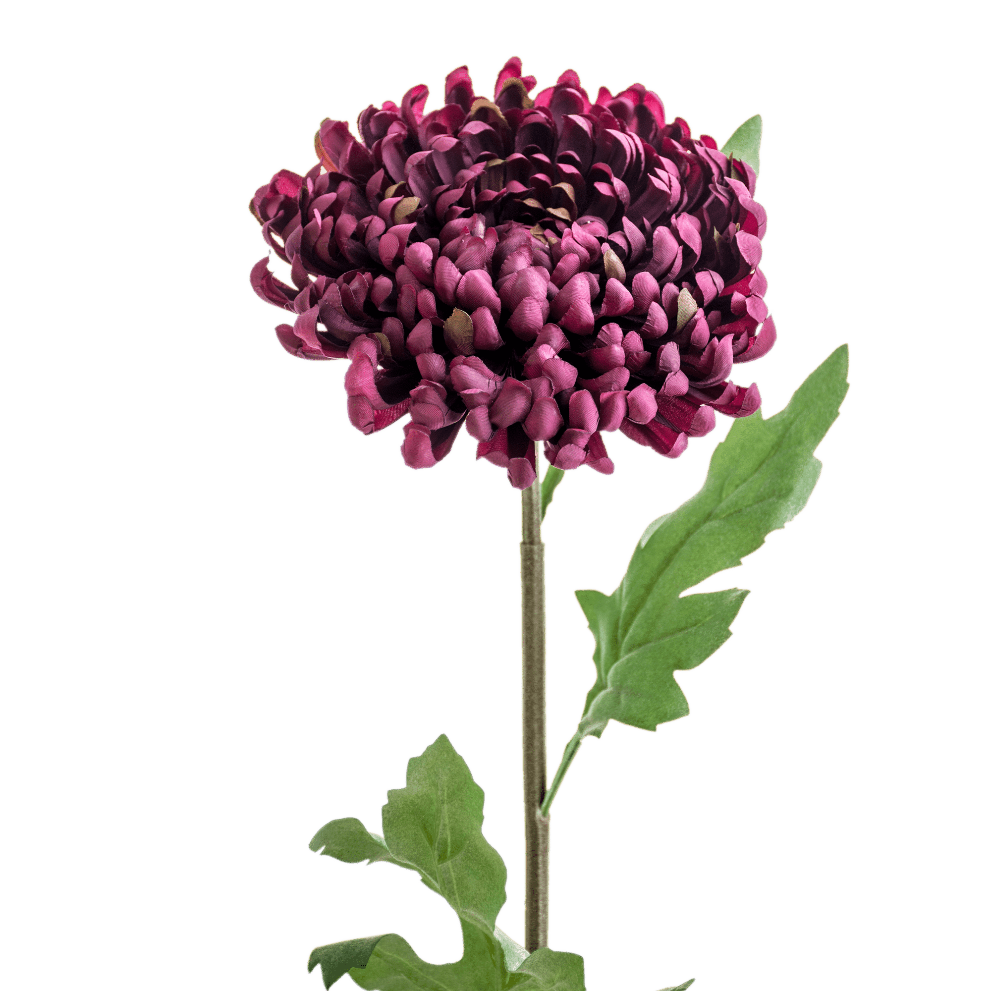 Crysanthemum Stem