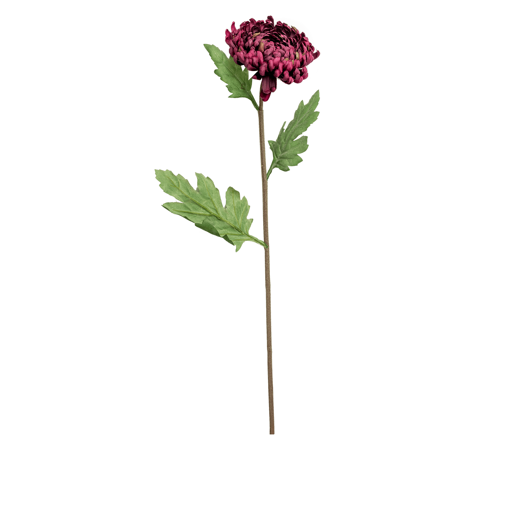 Crysanthemum Stem