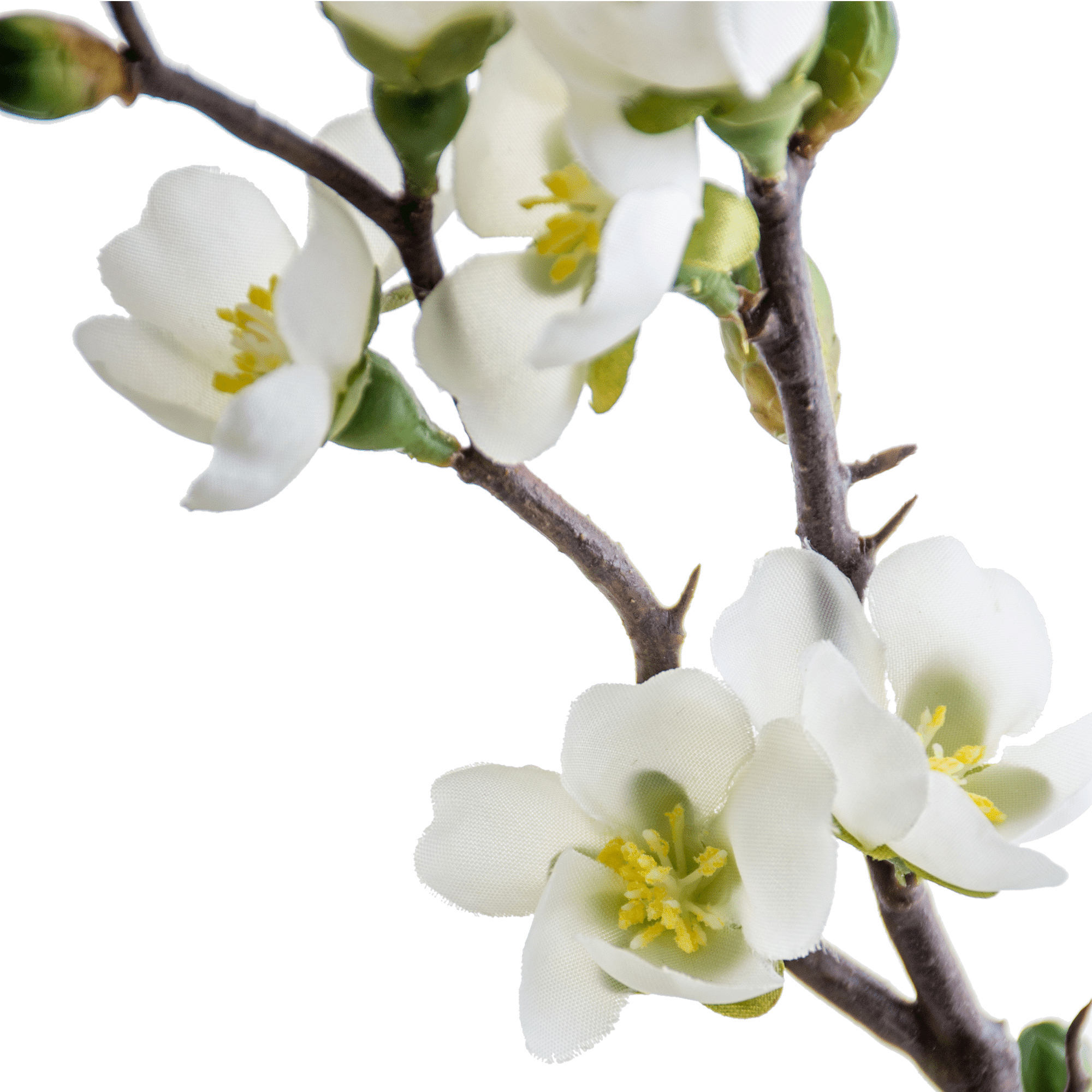 Peach Stem