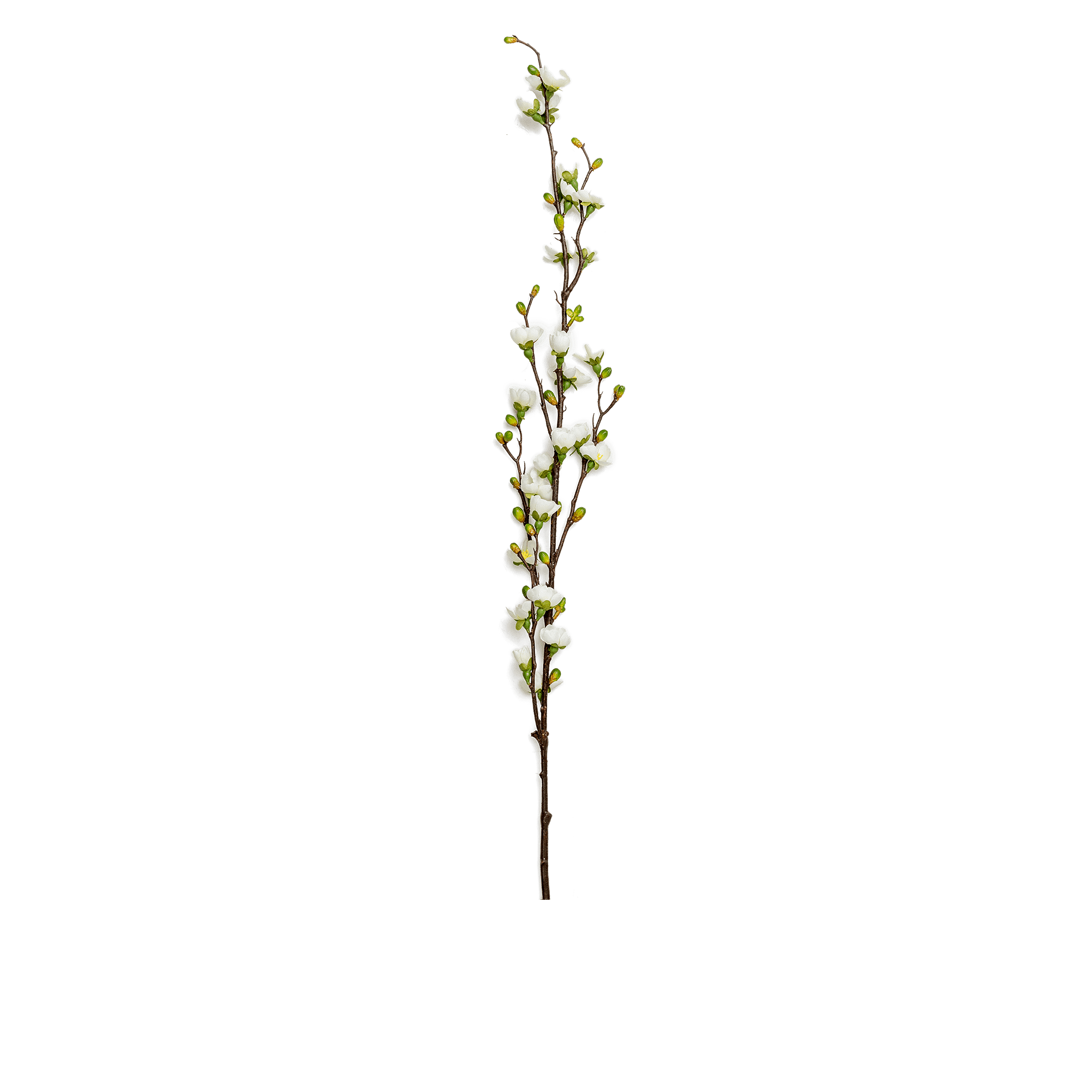 Peach Branch