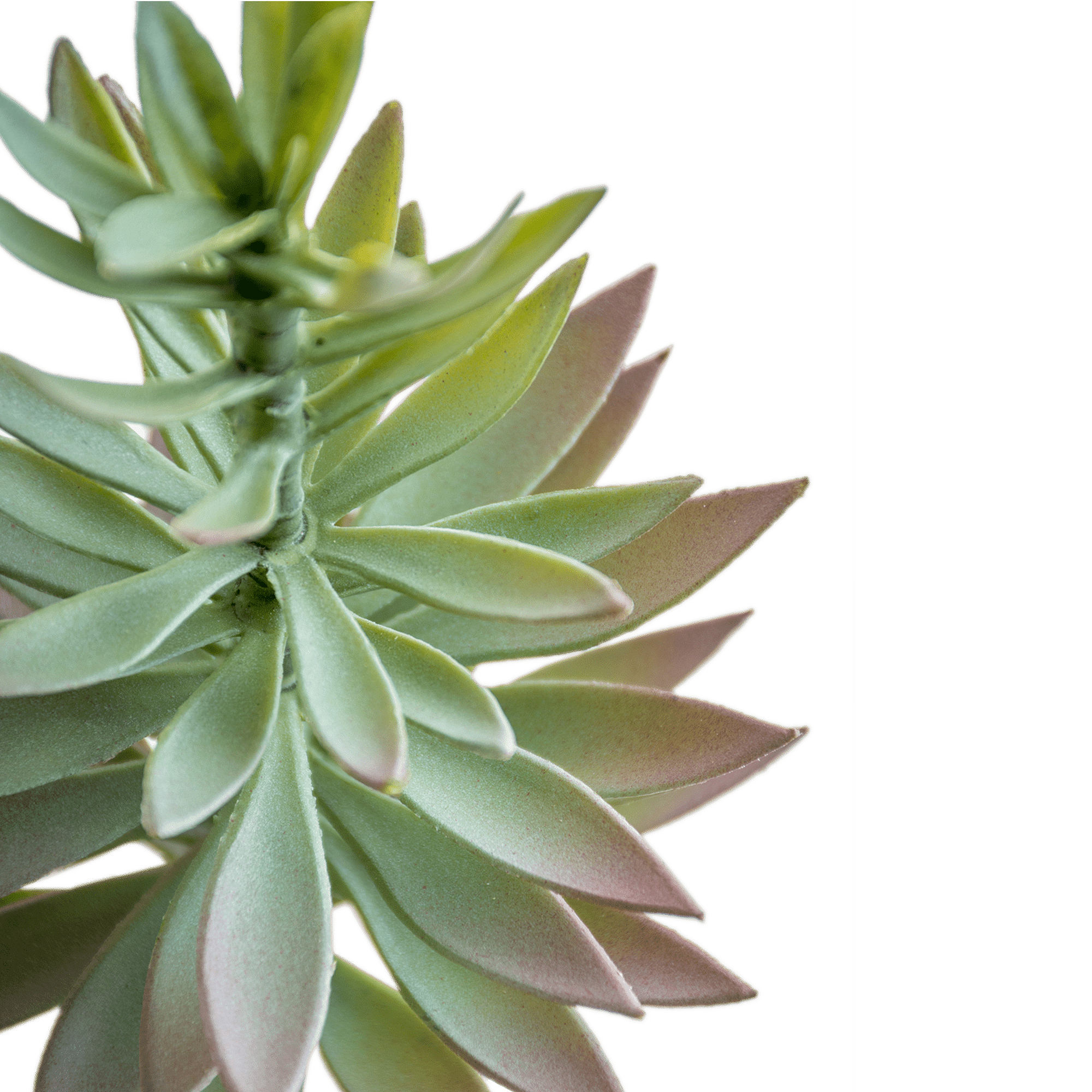 Needle Succulent