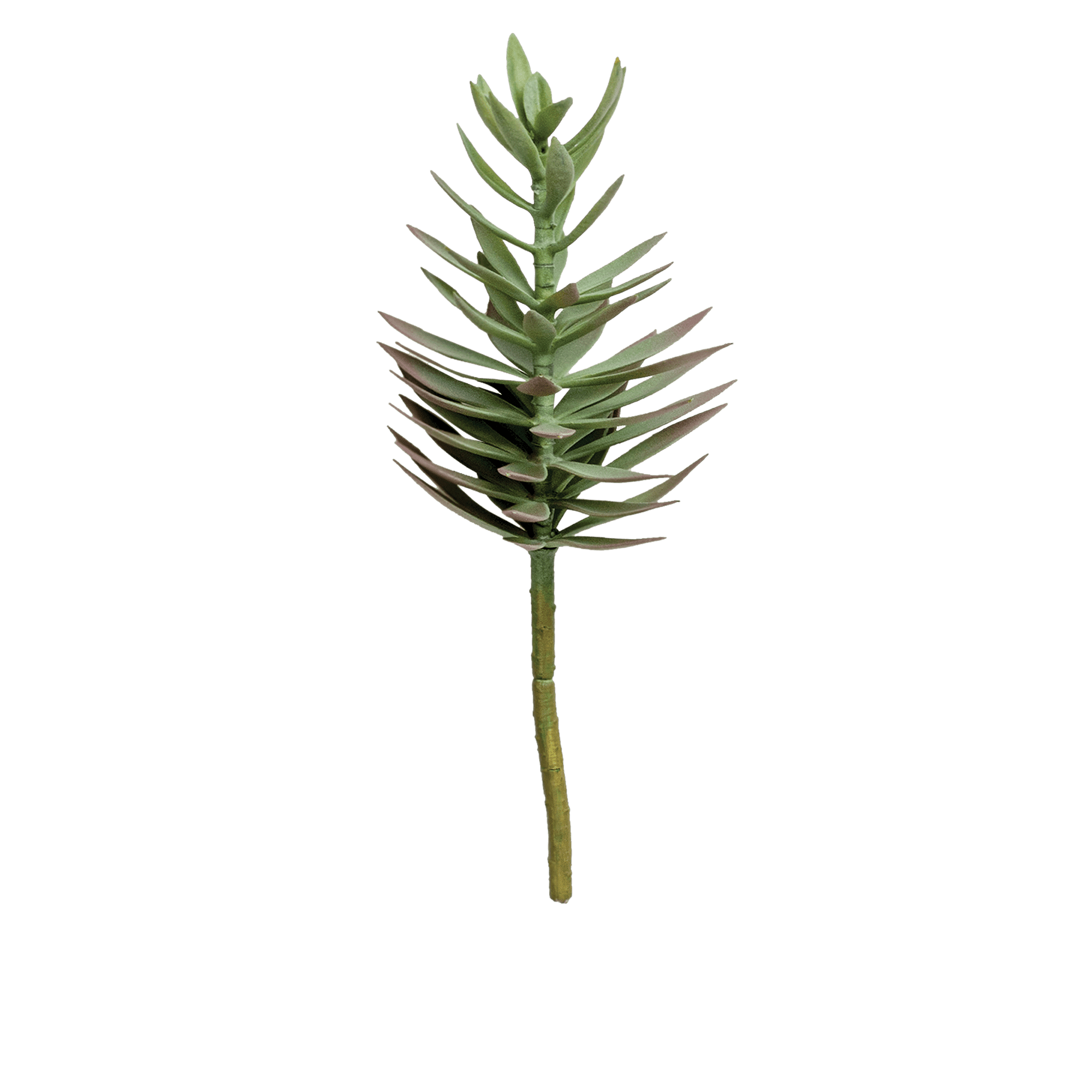 Needle Succulent