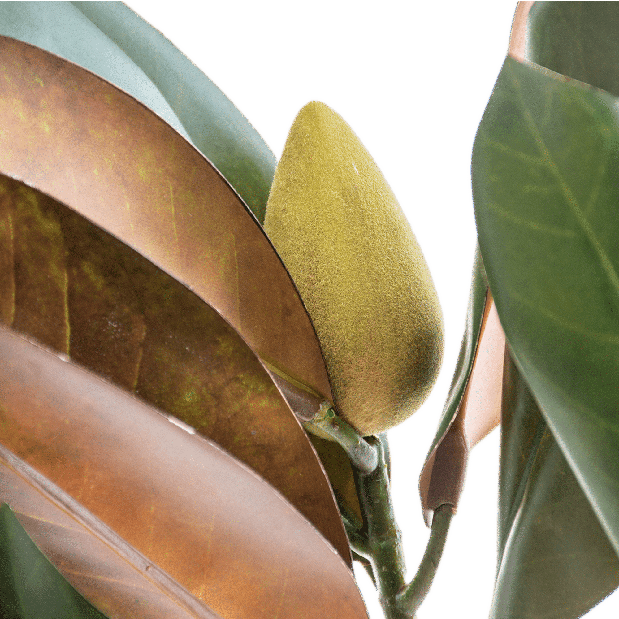 Magnolia Stem