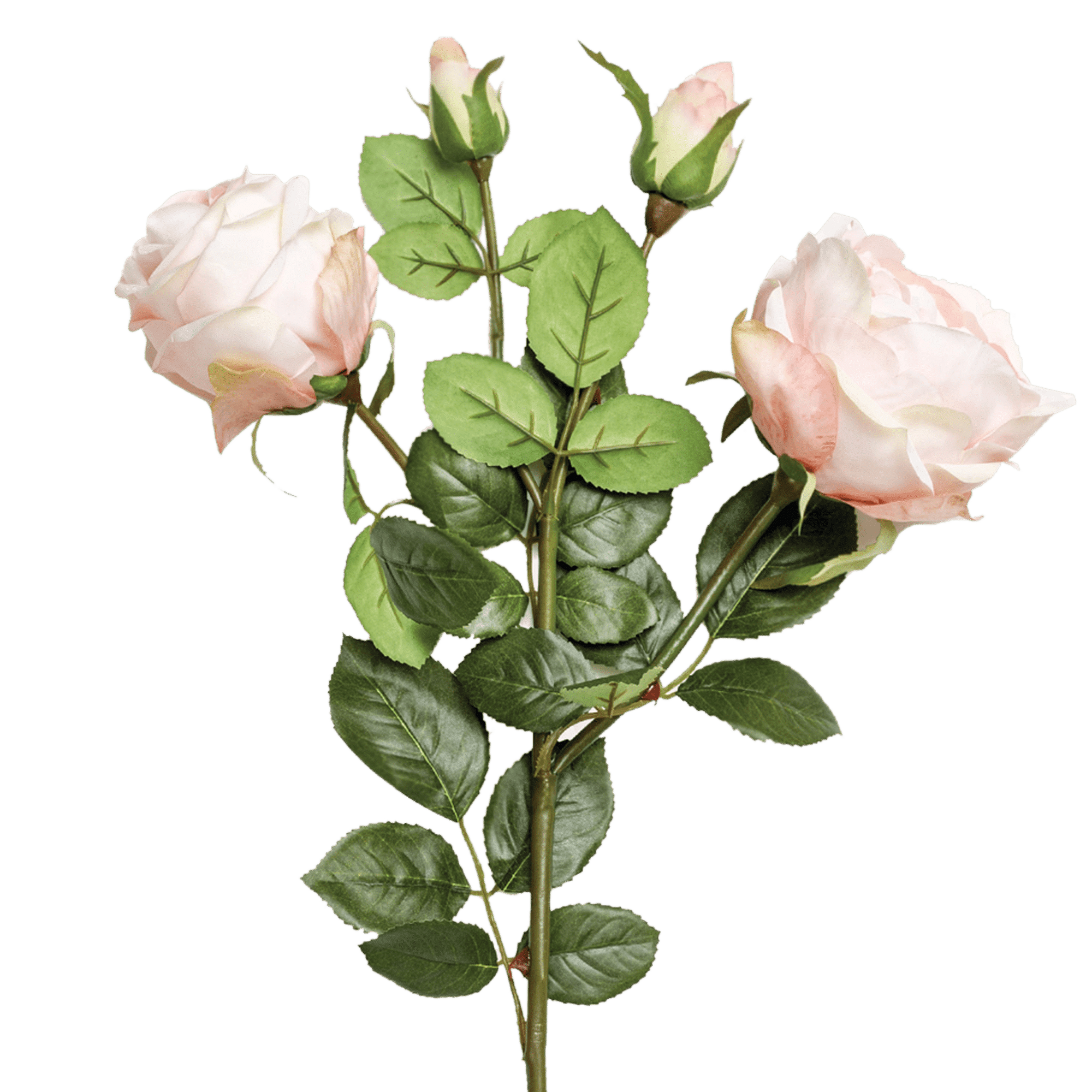 Rose Spray Blush Pink
