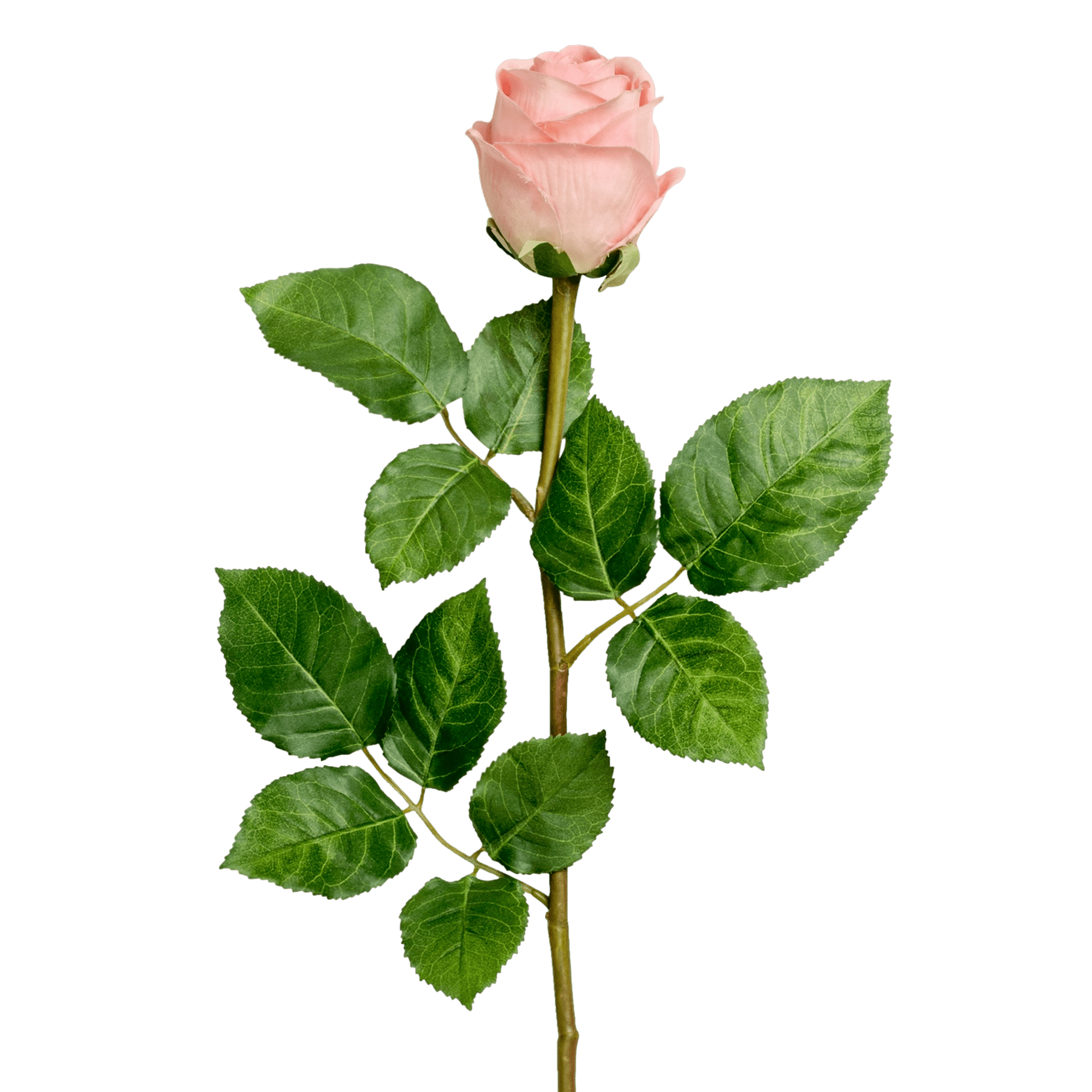 /I/T/ITEM-018281_1_1.png