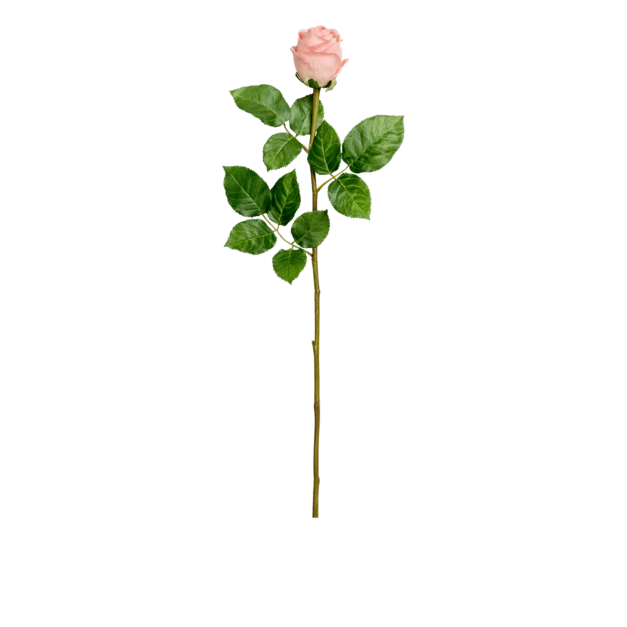 Rose Stem Large