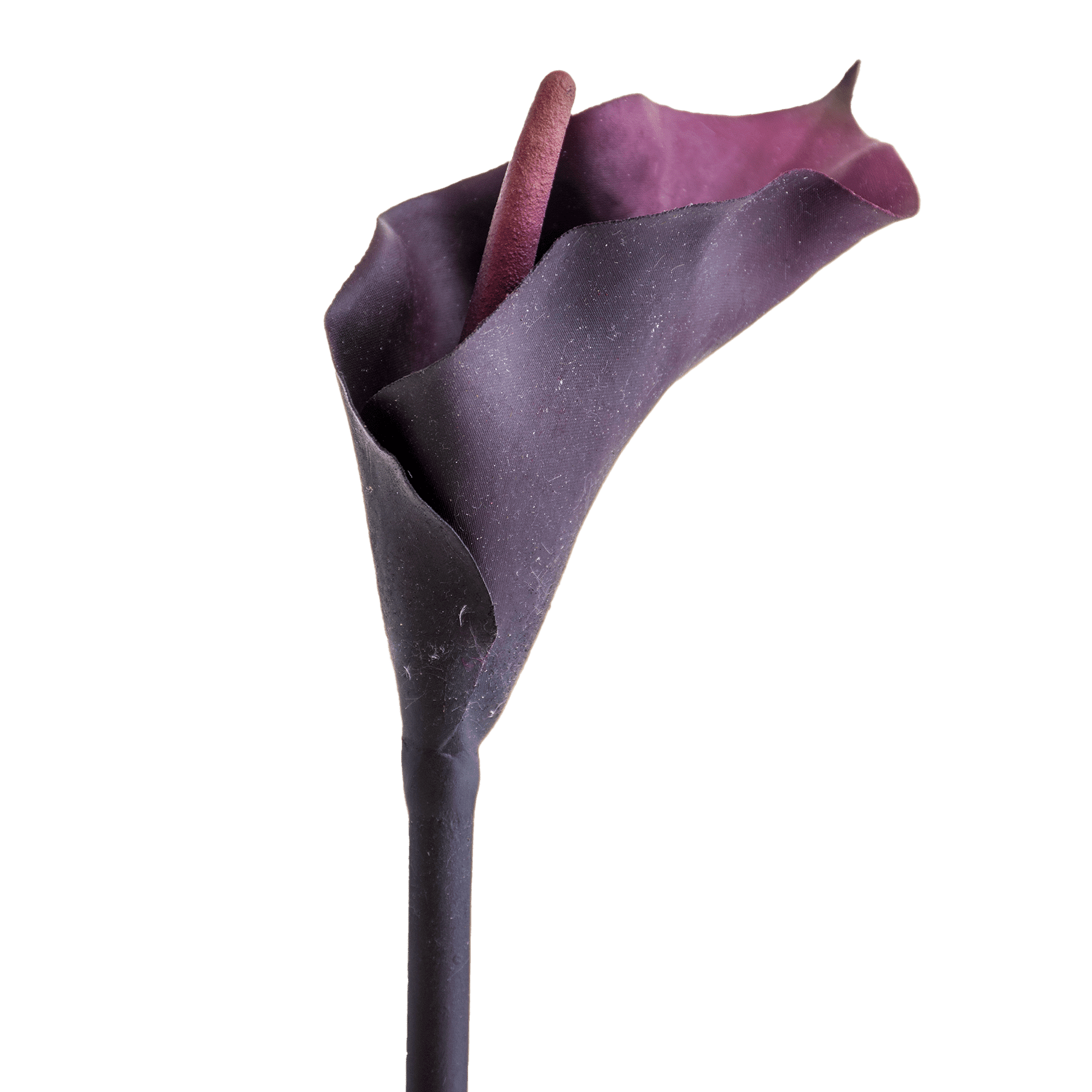 Calla Lily Stem