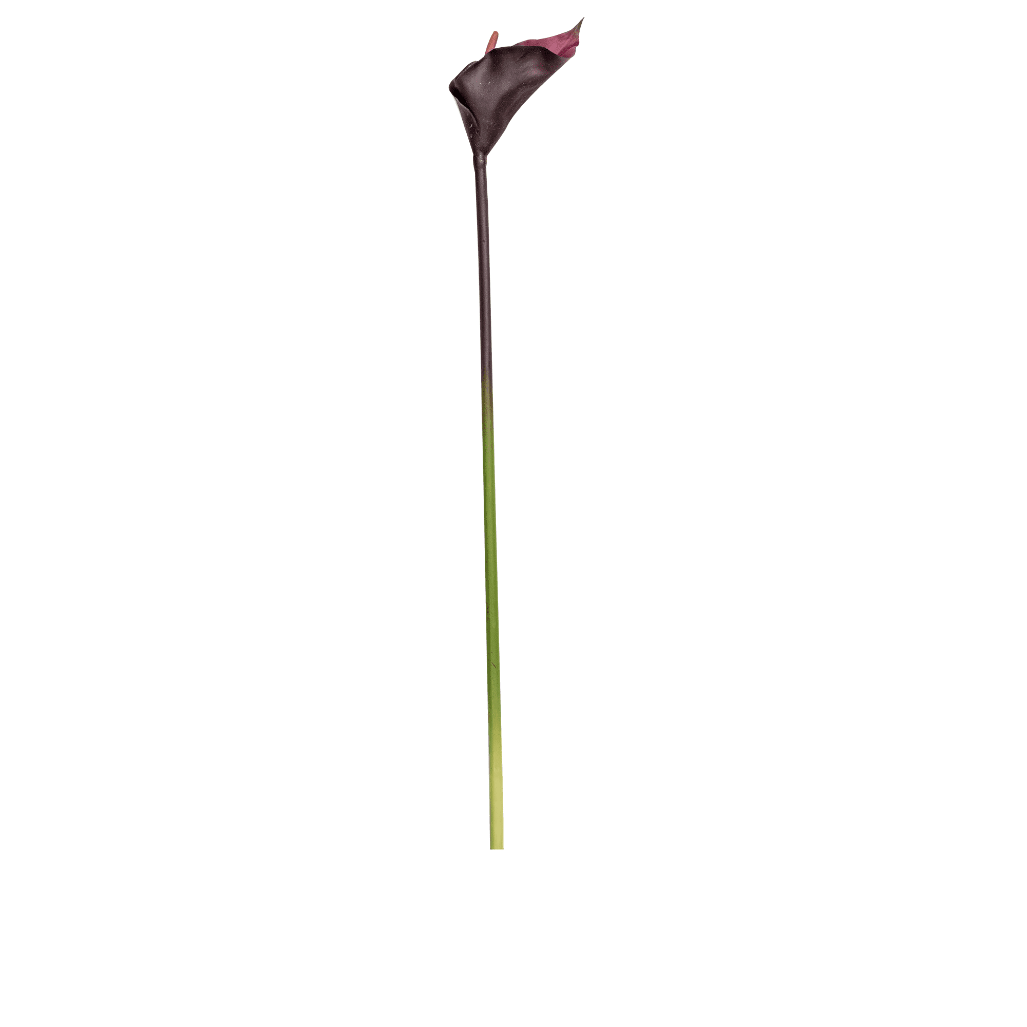 Calla Lily Stem