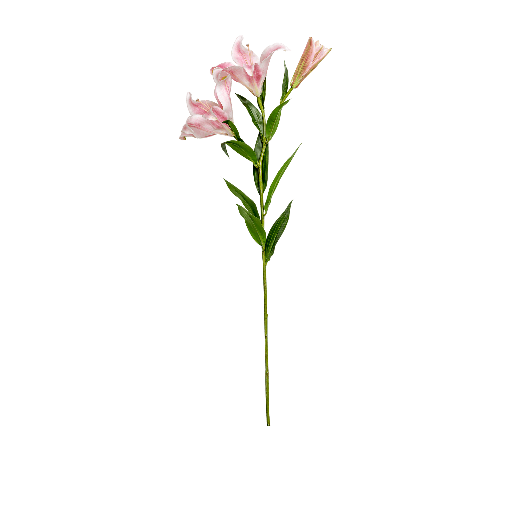 Lily Spray