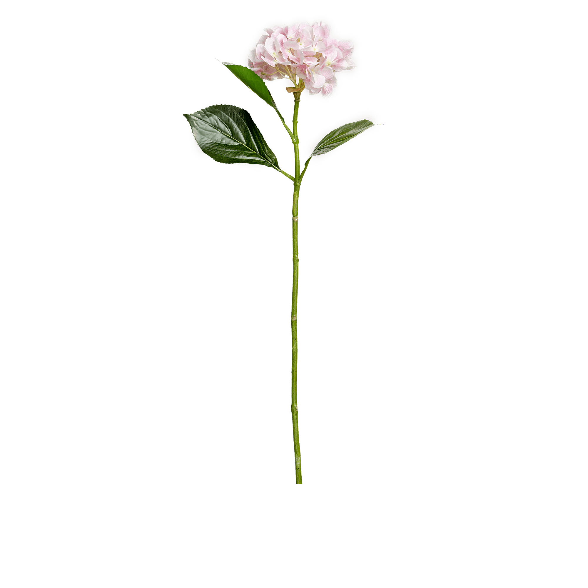 Hydrangea Stem Large