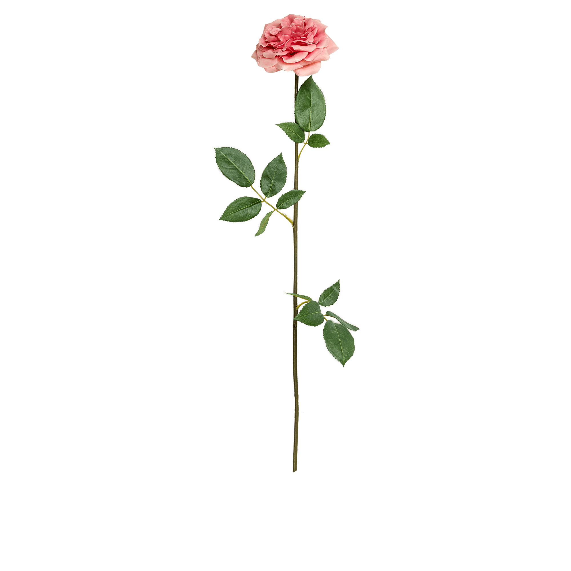 Rose Stem Large