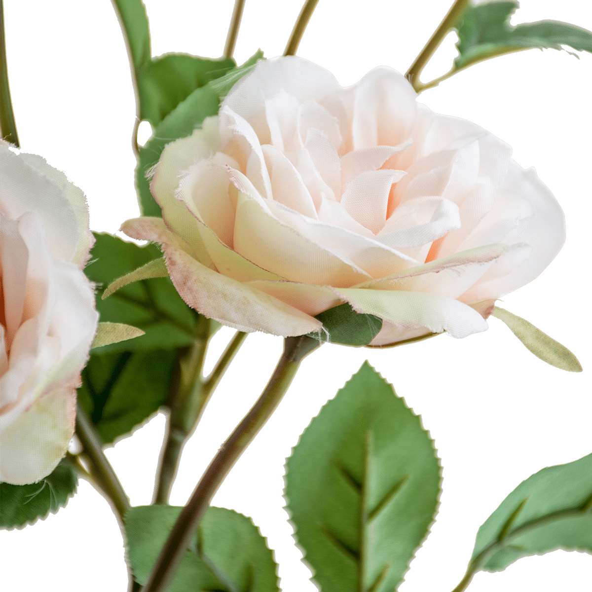 Rose Stem