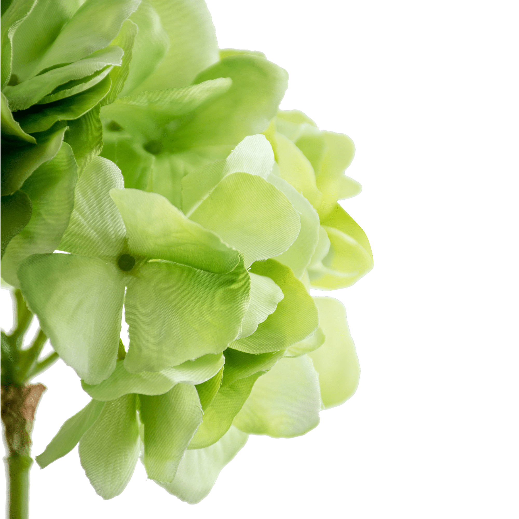 Hydrangea Stem