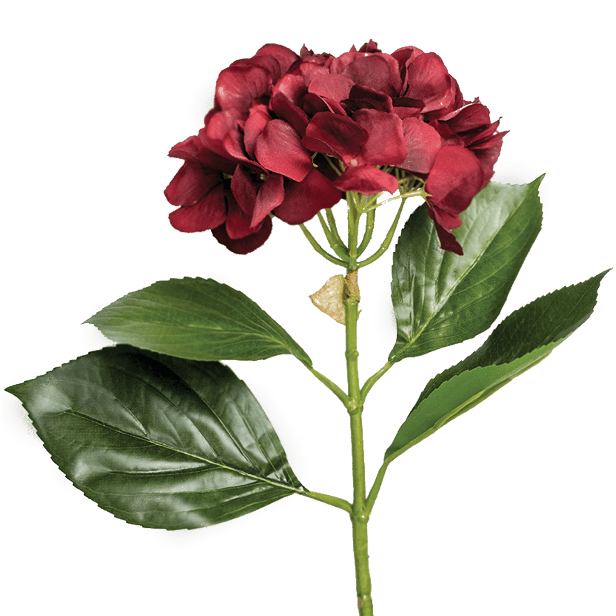 /R/I/RI000857_1_1_1.png
