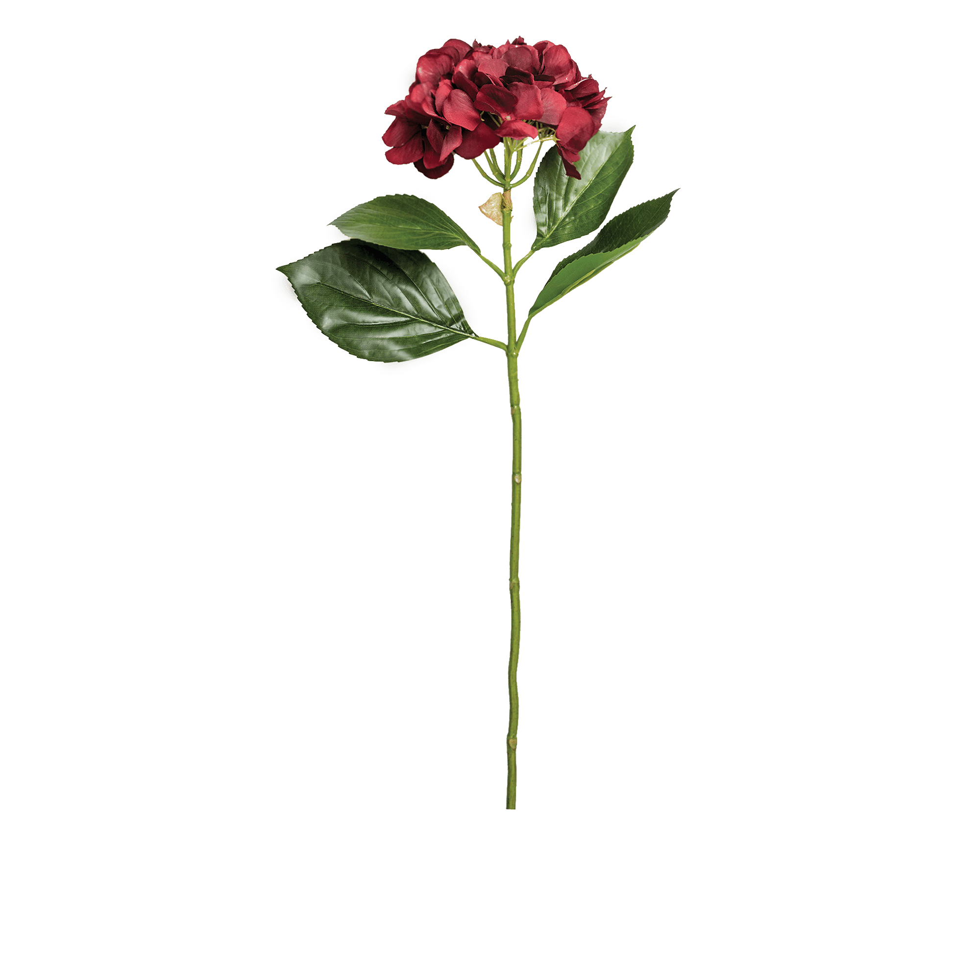 Hydrangea Stem Large