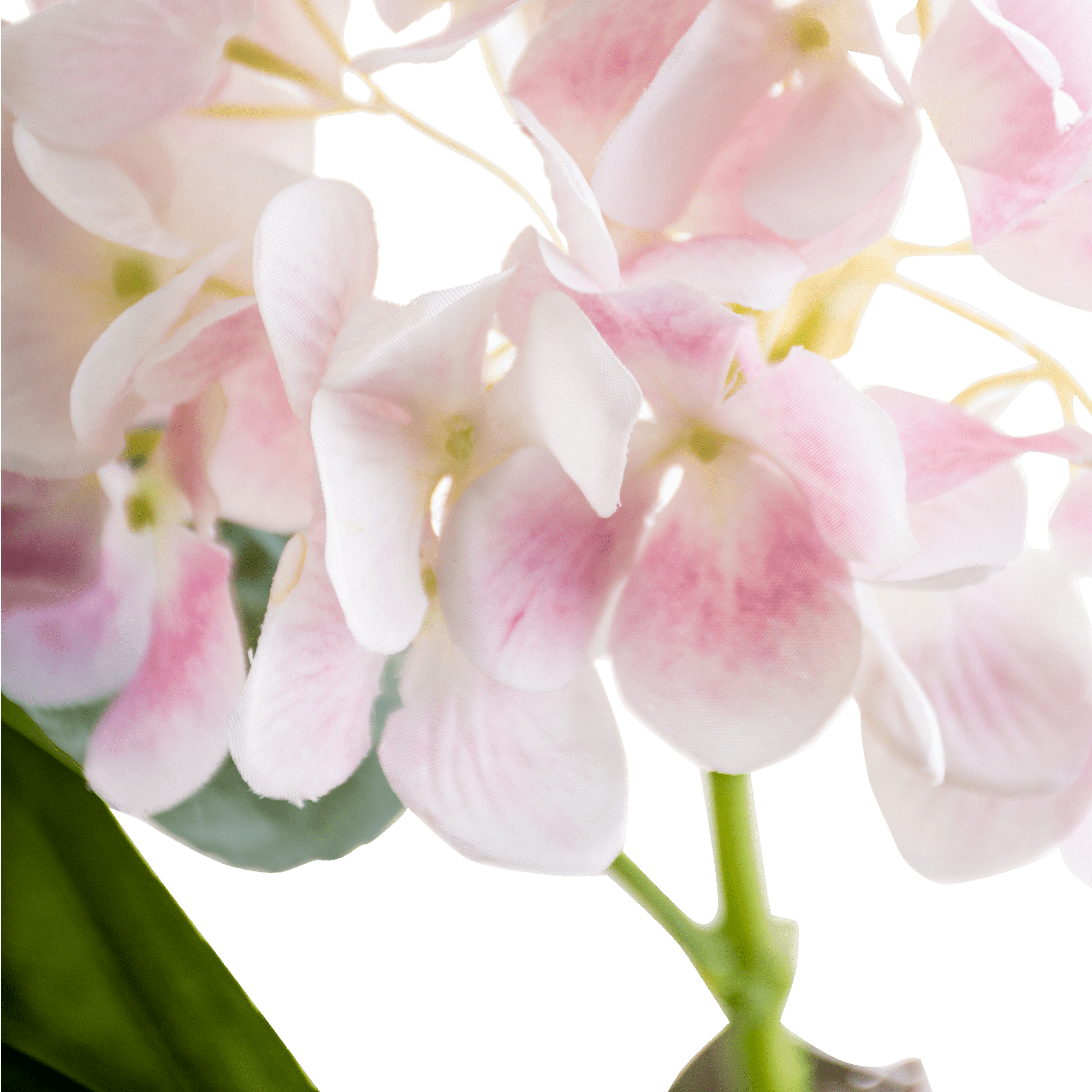 Hydrangea Stem Small