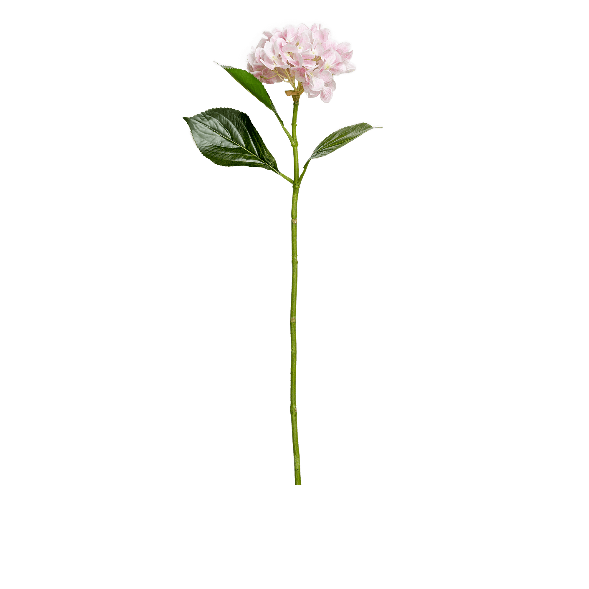 Hydrangea Stem