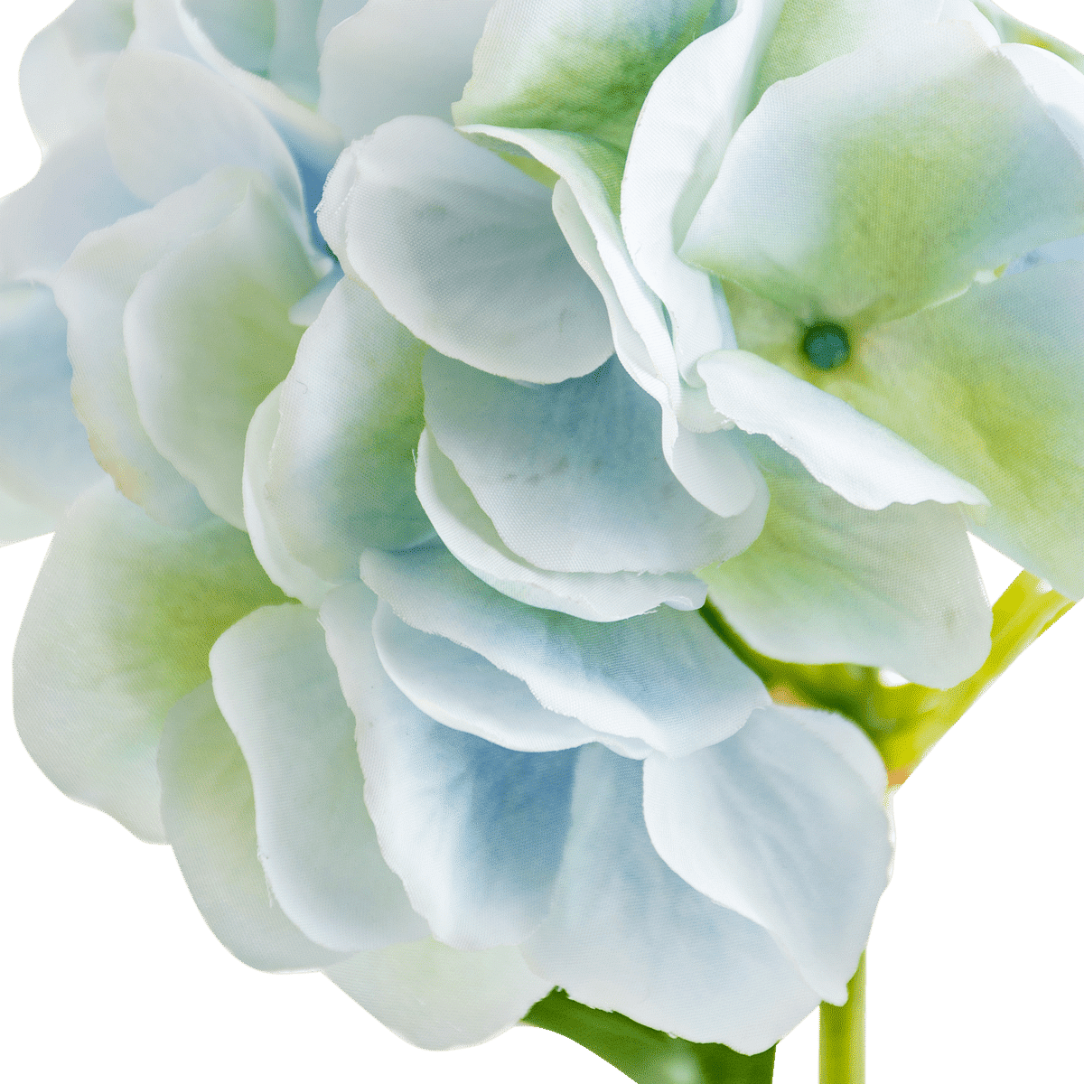 Hydrangea Stem
