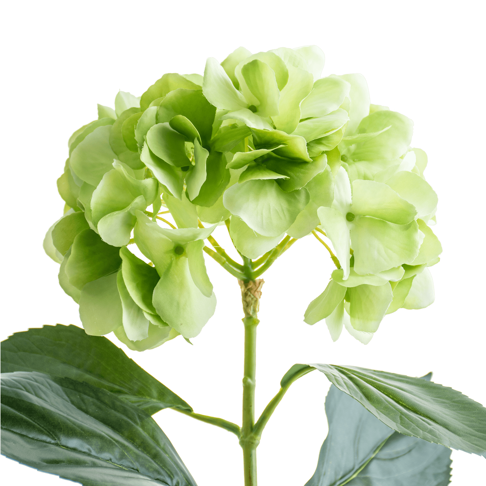 Hydrangea Stem
