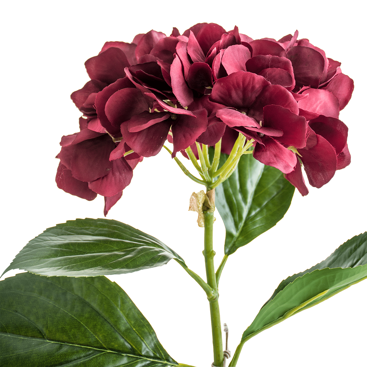 Hydrangea Stem Small