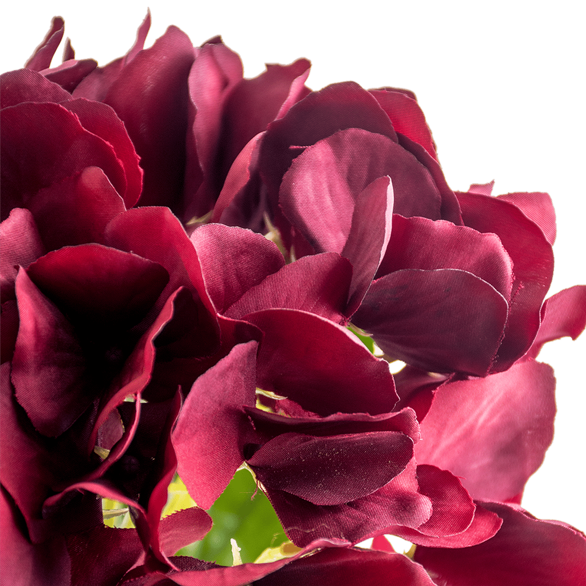 Hydrangea Stem