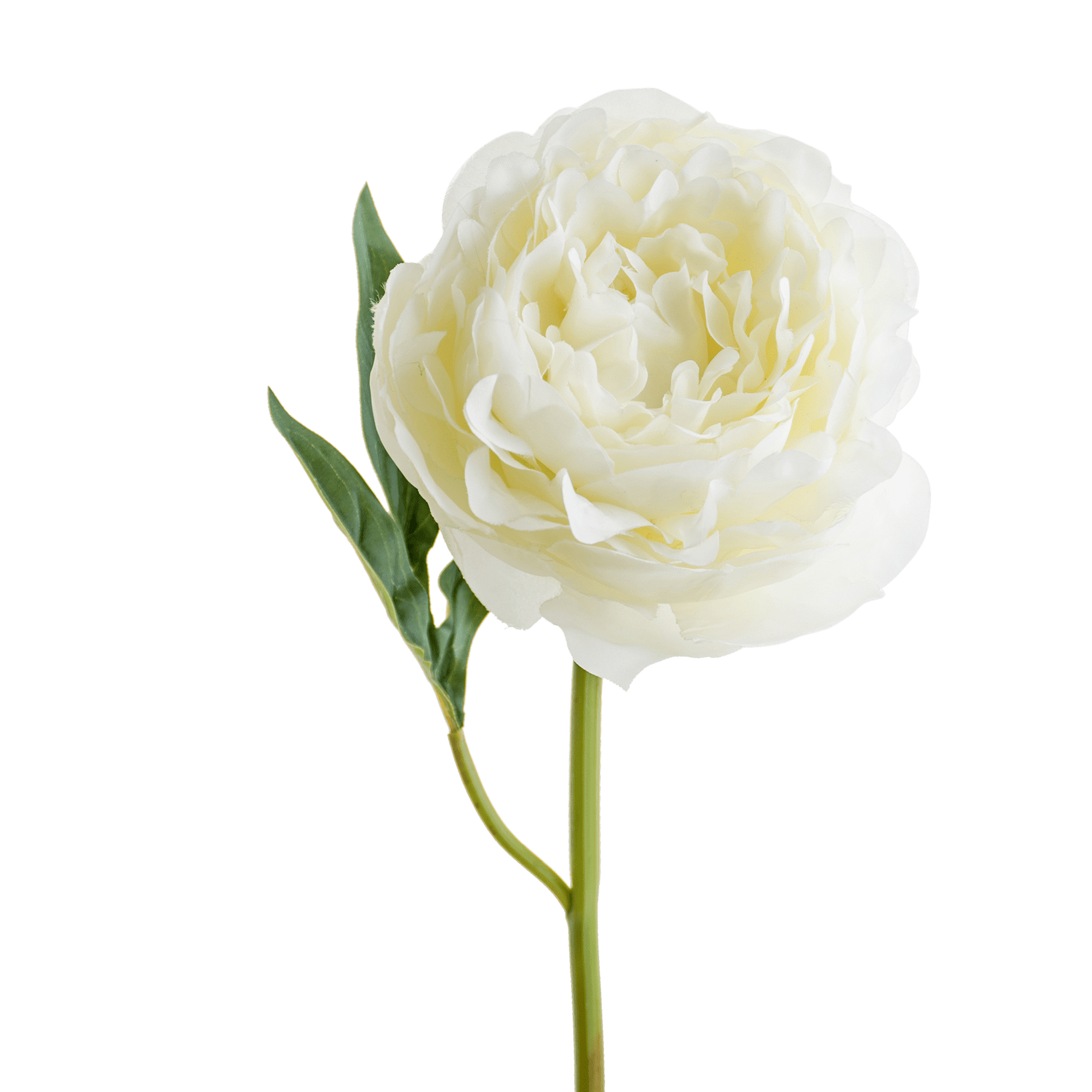 Peony Stem