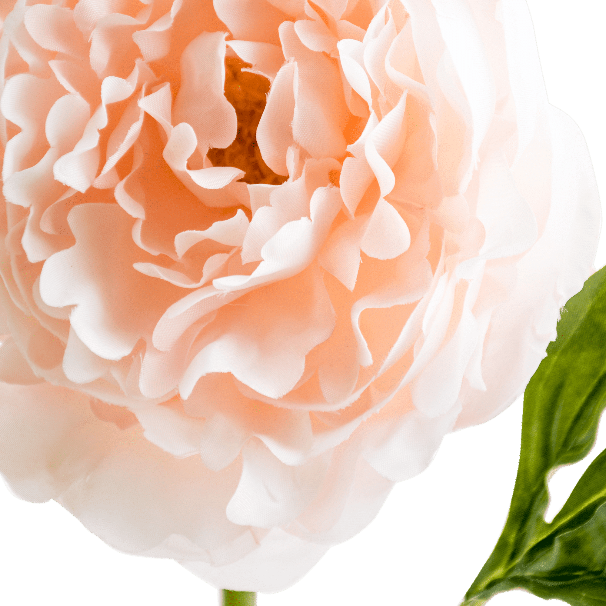 Peony Stem