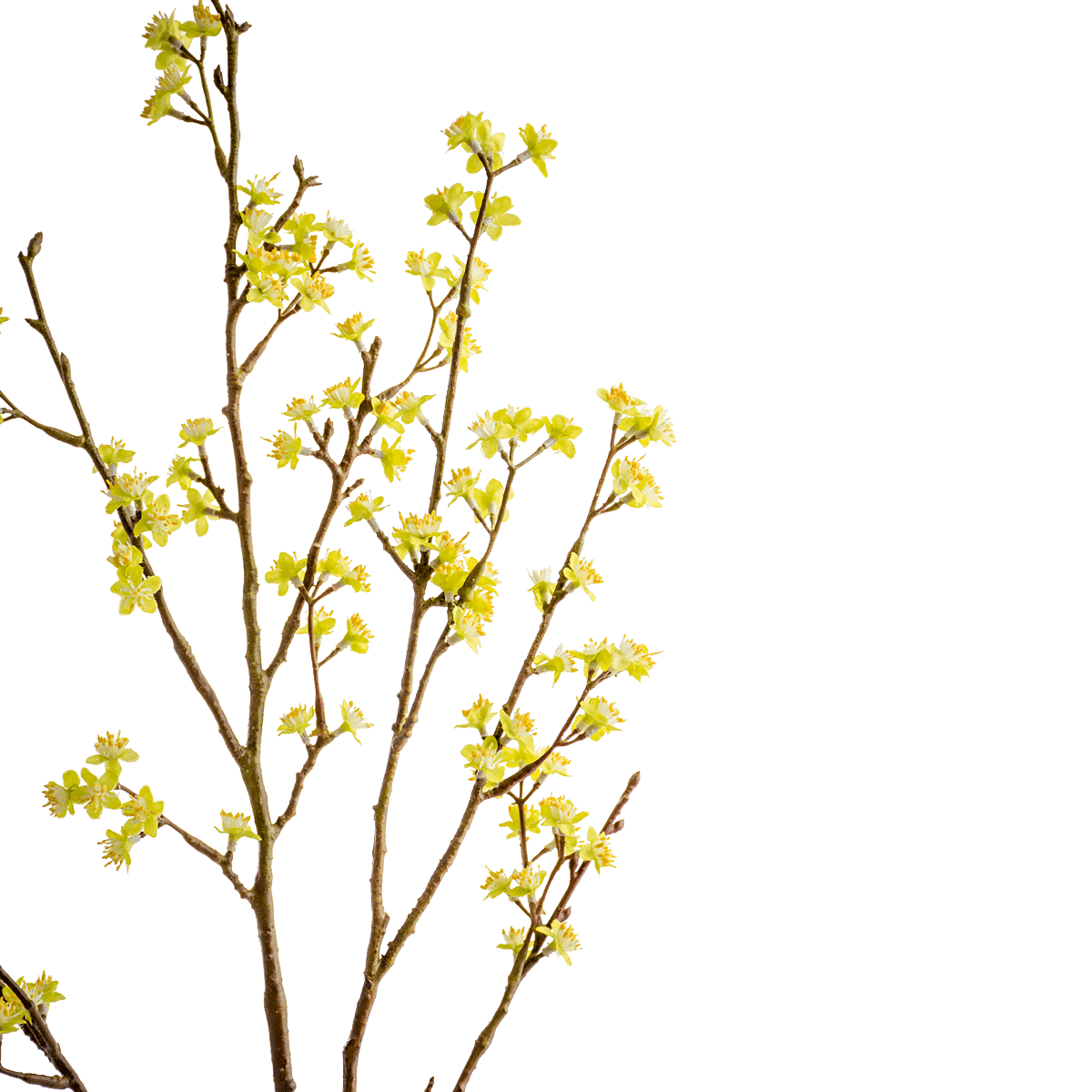 Forsythia Branch