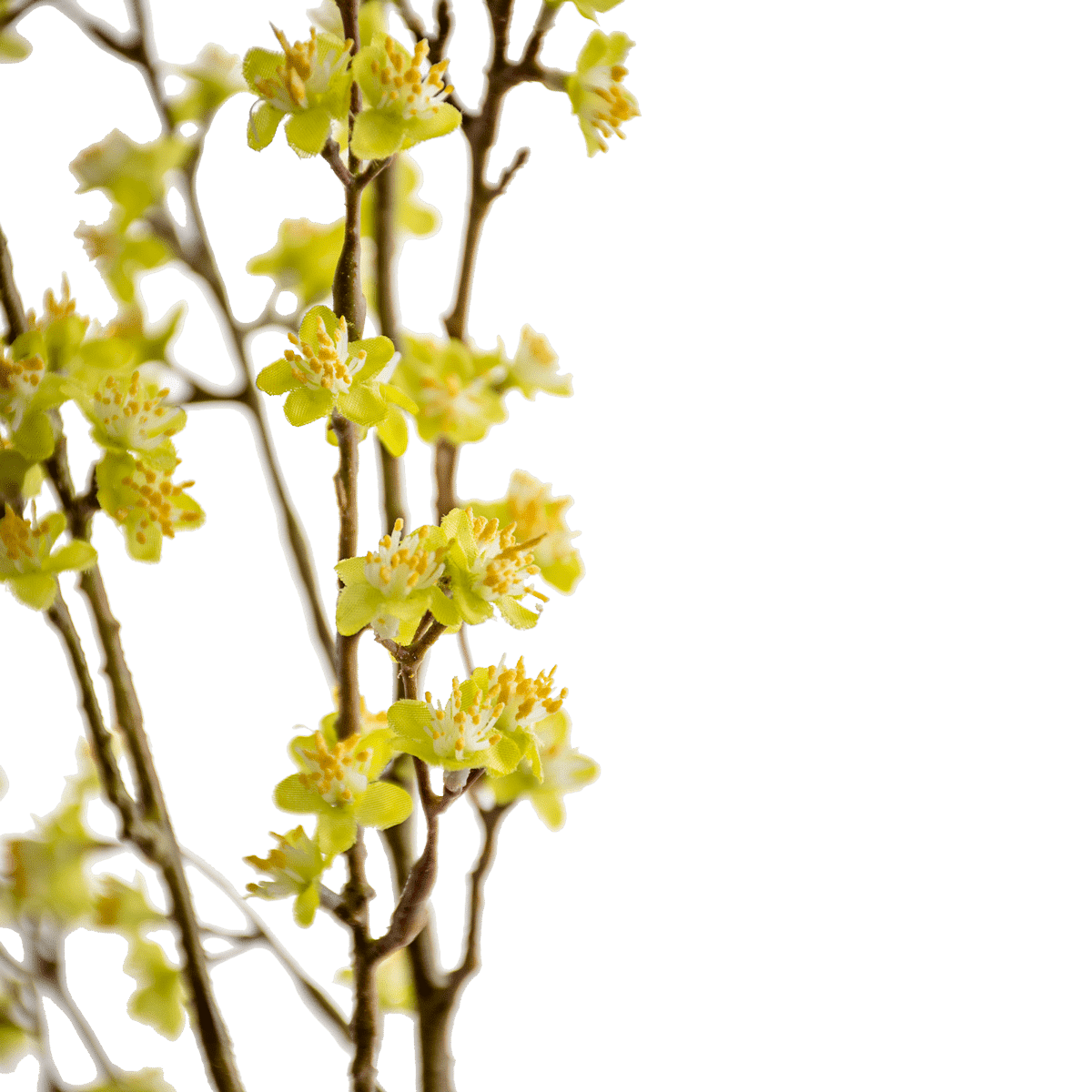 Forsythia Spray