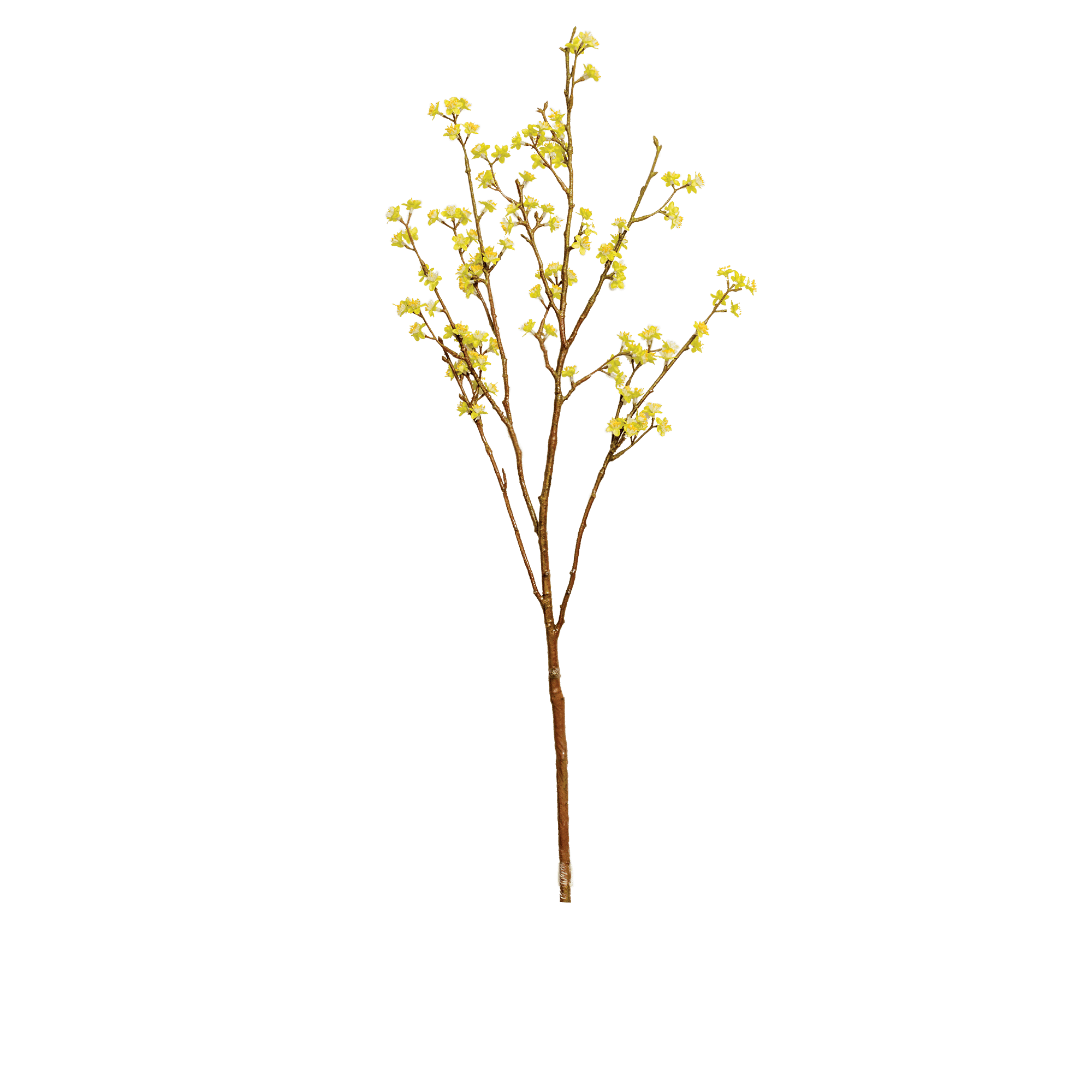 Forsythia Branch