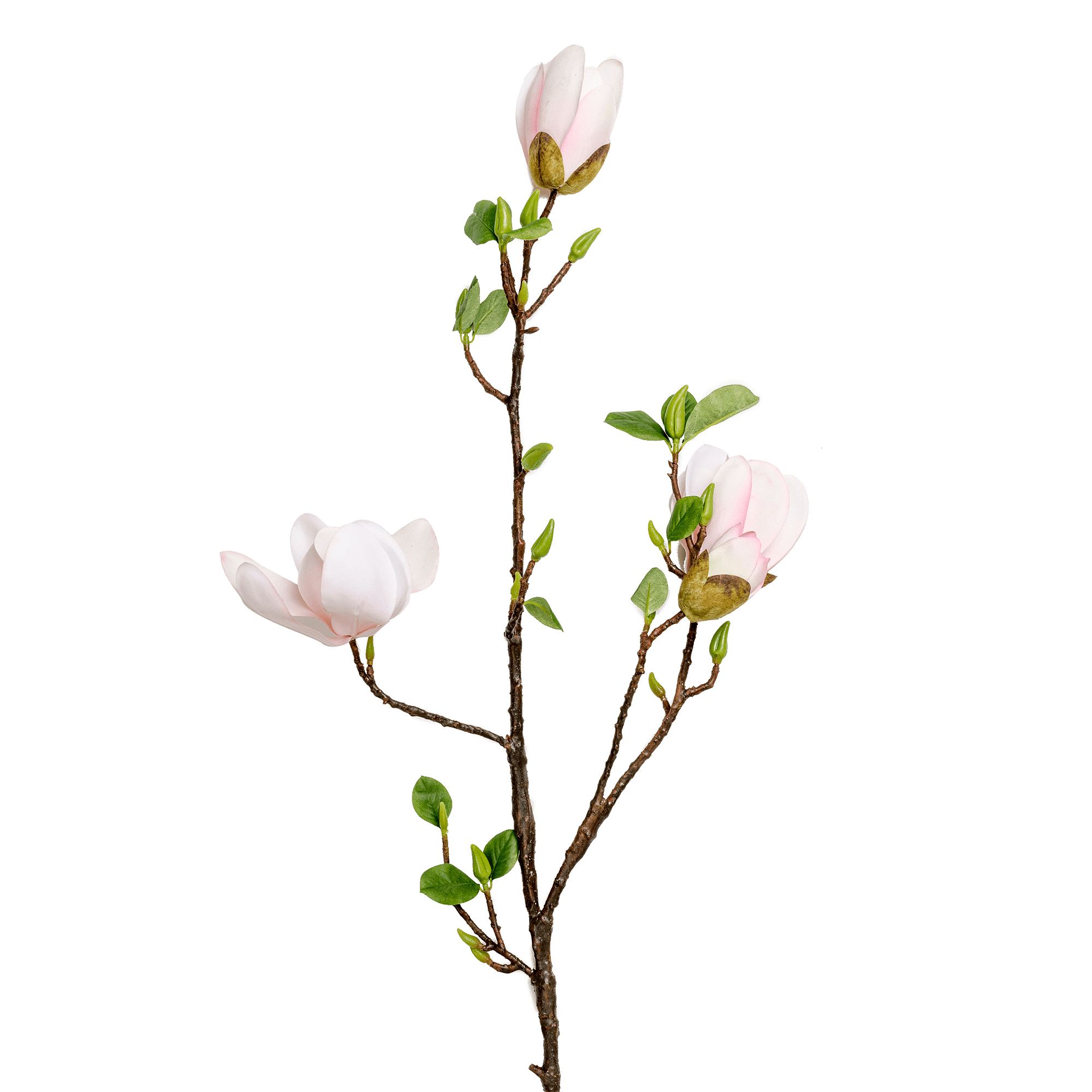 Magnolia Branch