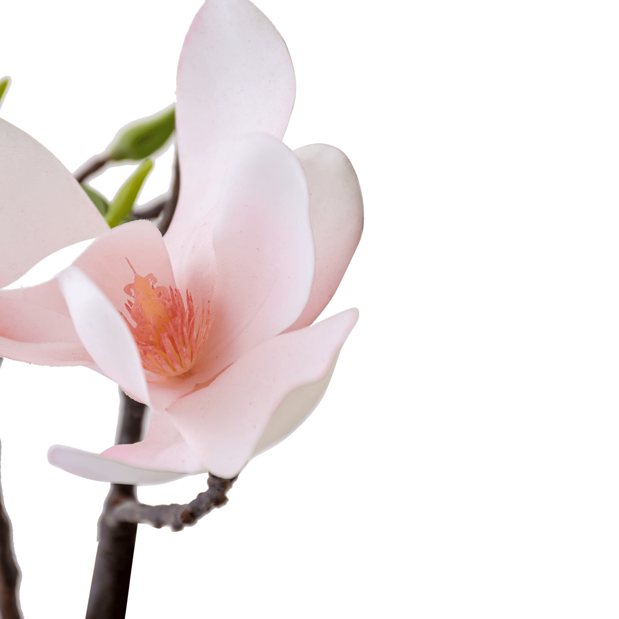 Magnolia Branch