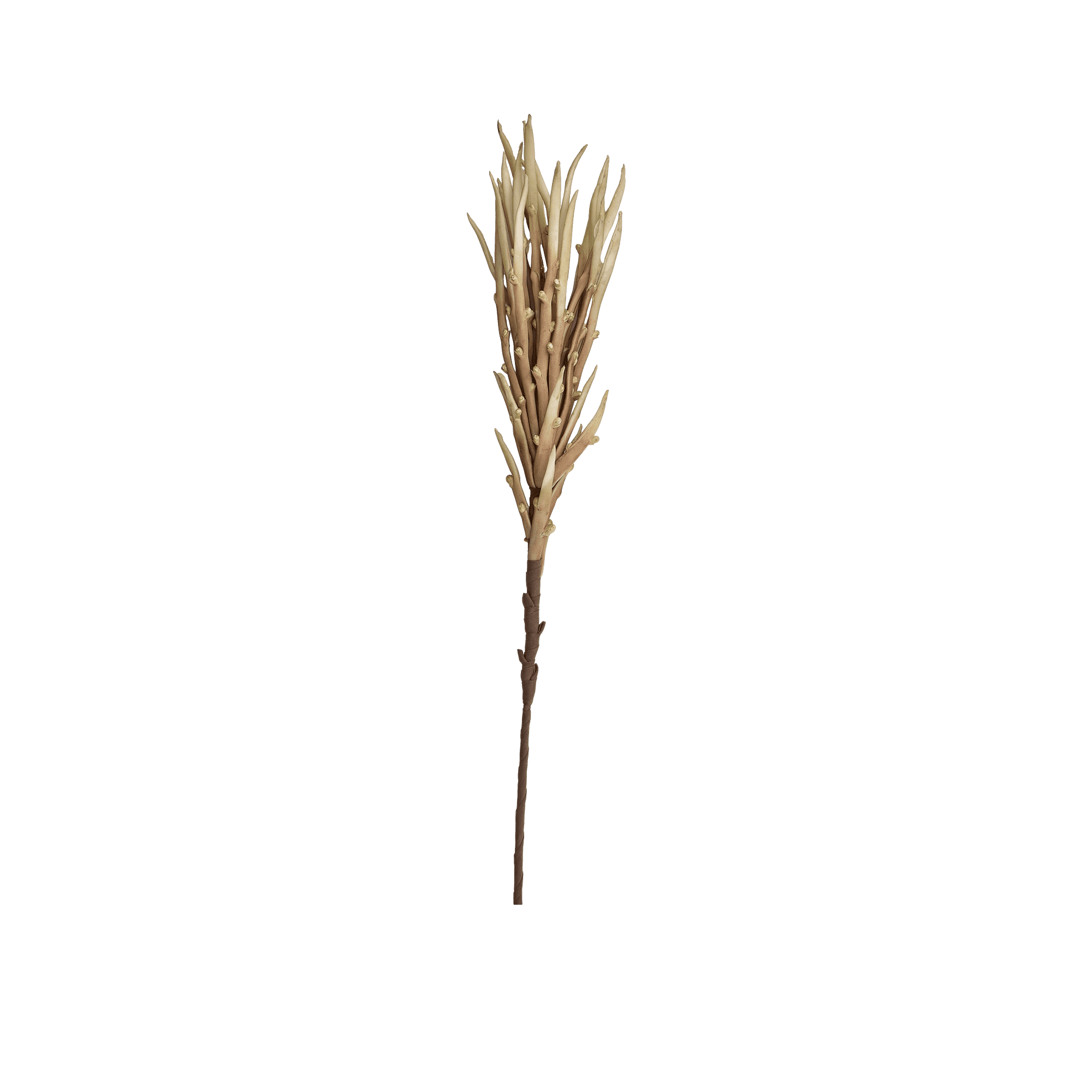 Aloe Stem