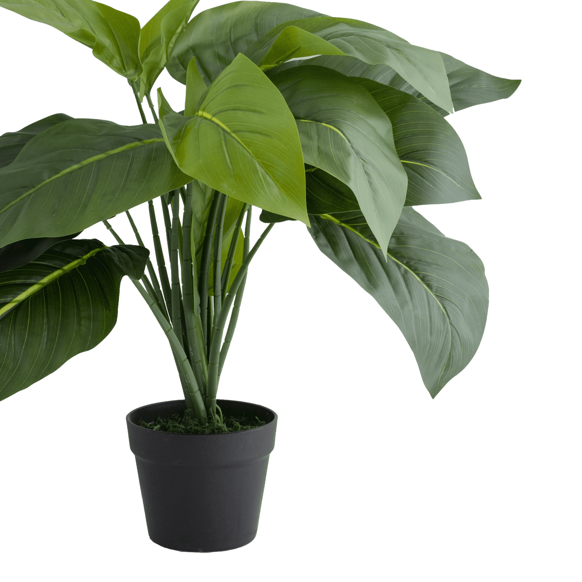 Heartleaf Potted Plant