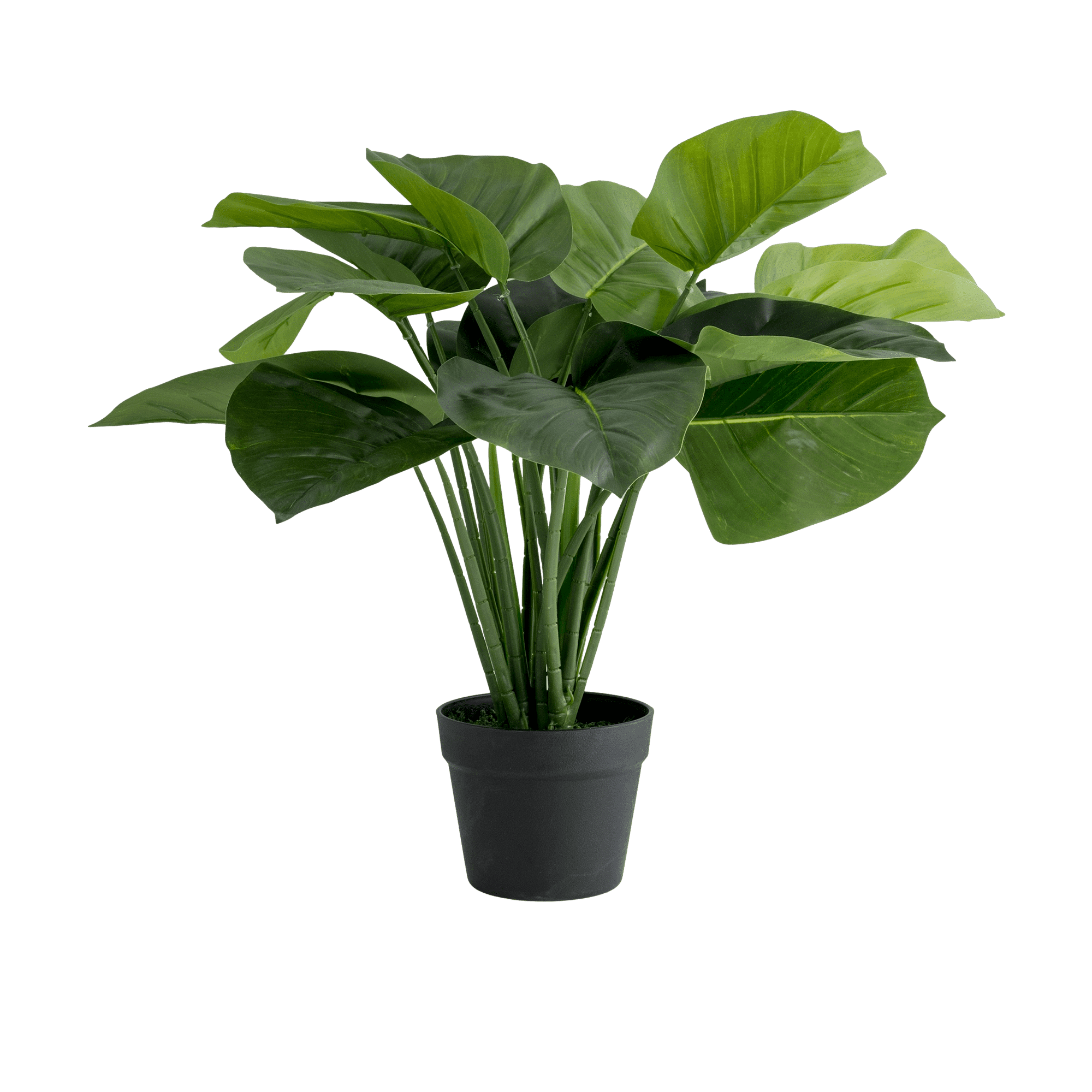 Peace Lily Potted Plant