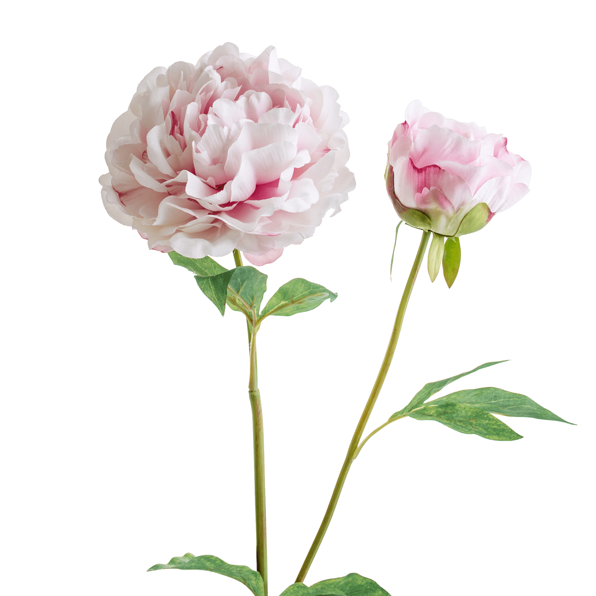 Peony Stem