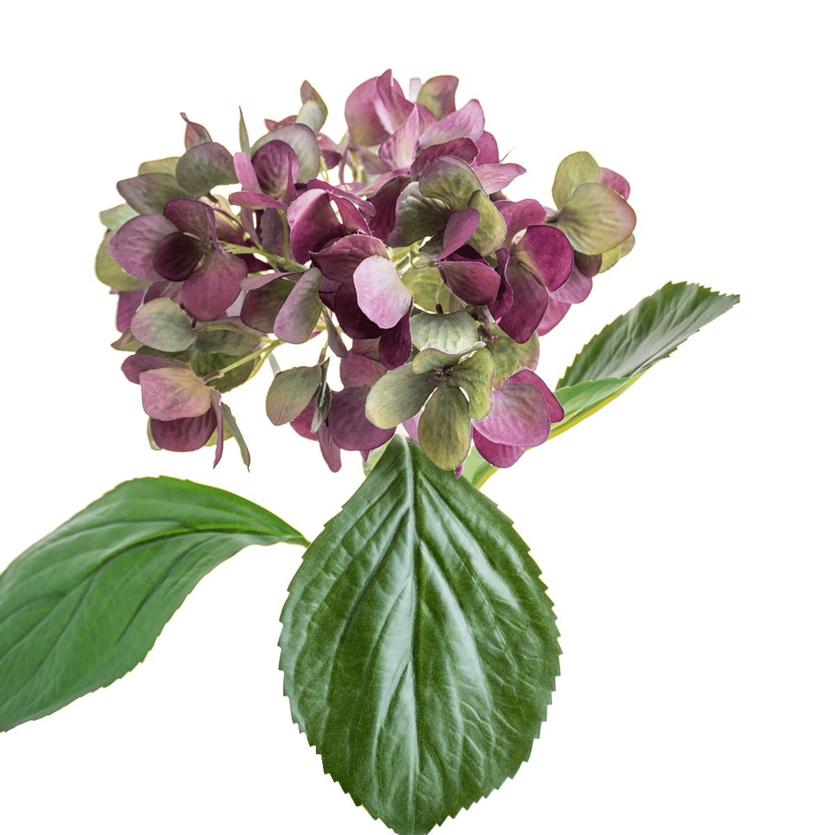 Hydrangea Stem Large