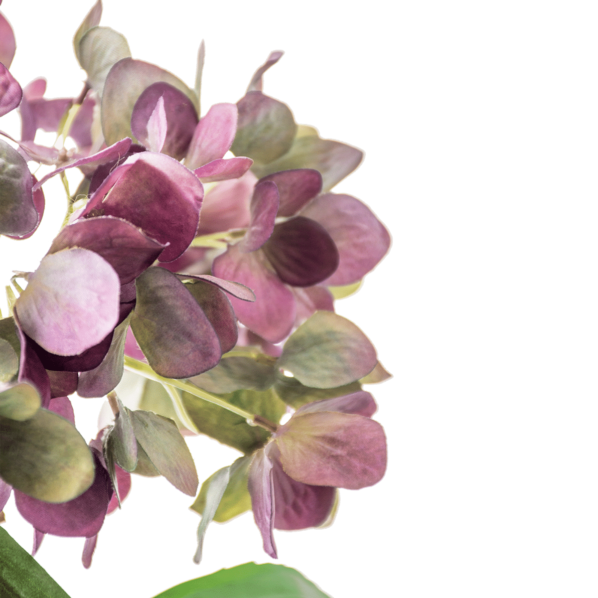 Hydrangea Stem Large