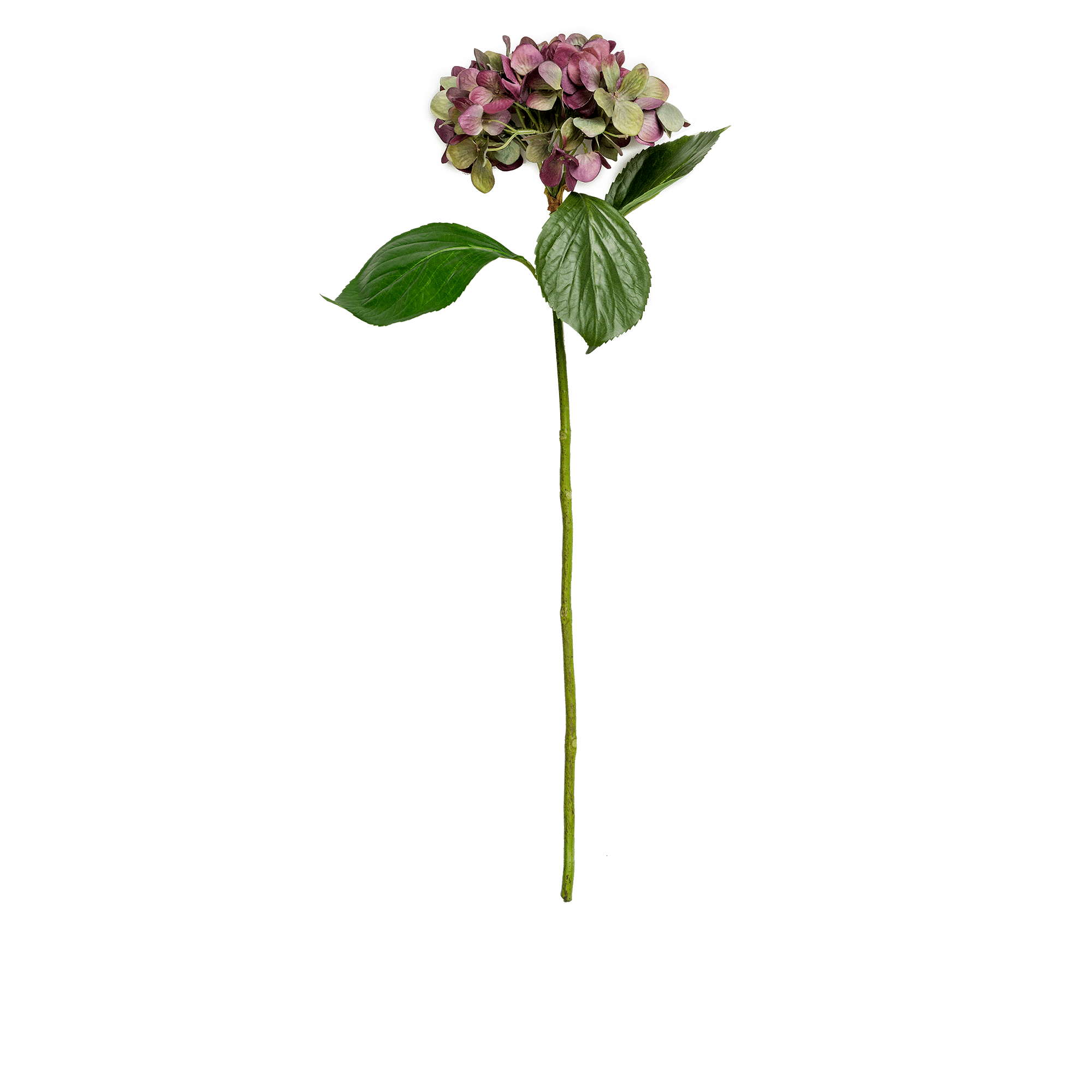 Hydrangea Stem Large