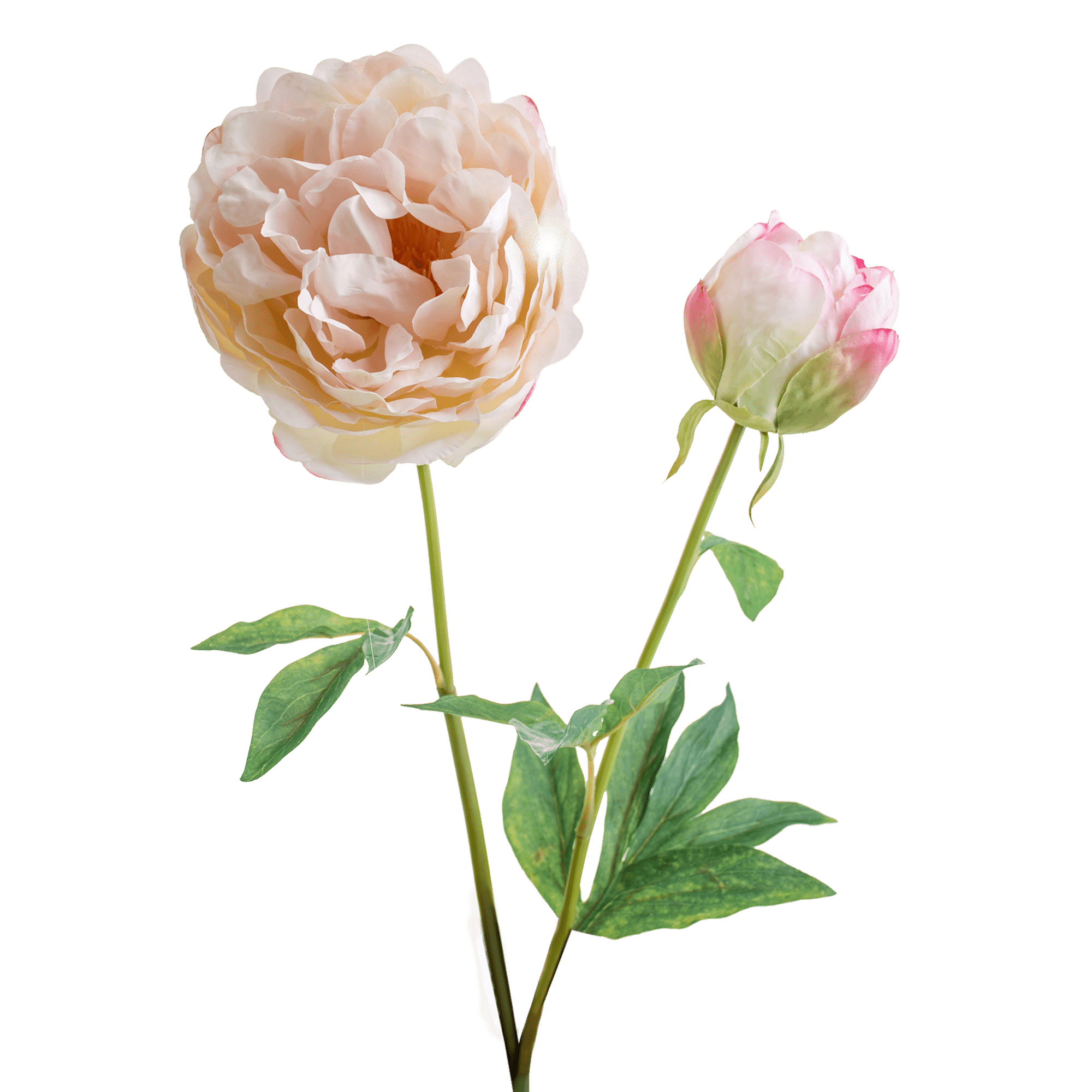 Peony Stem