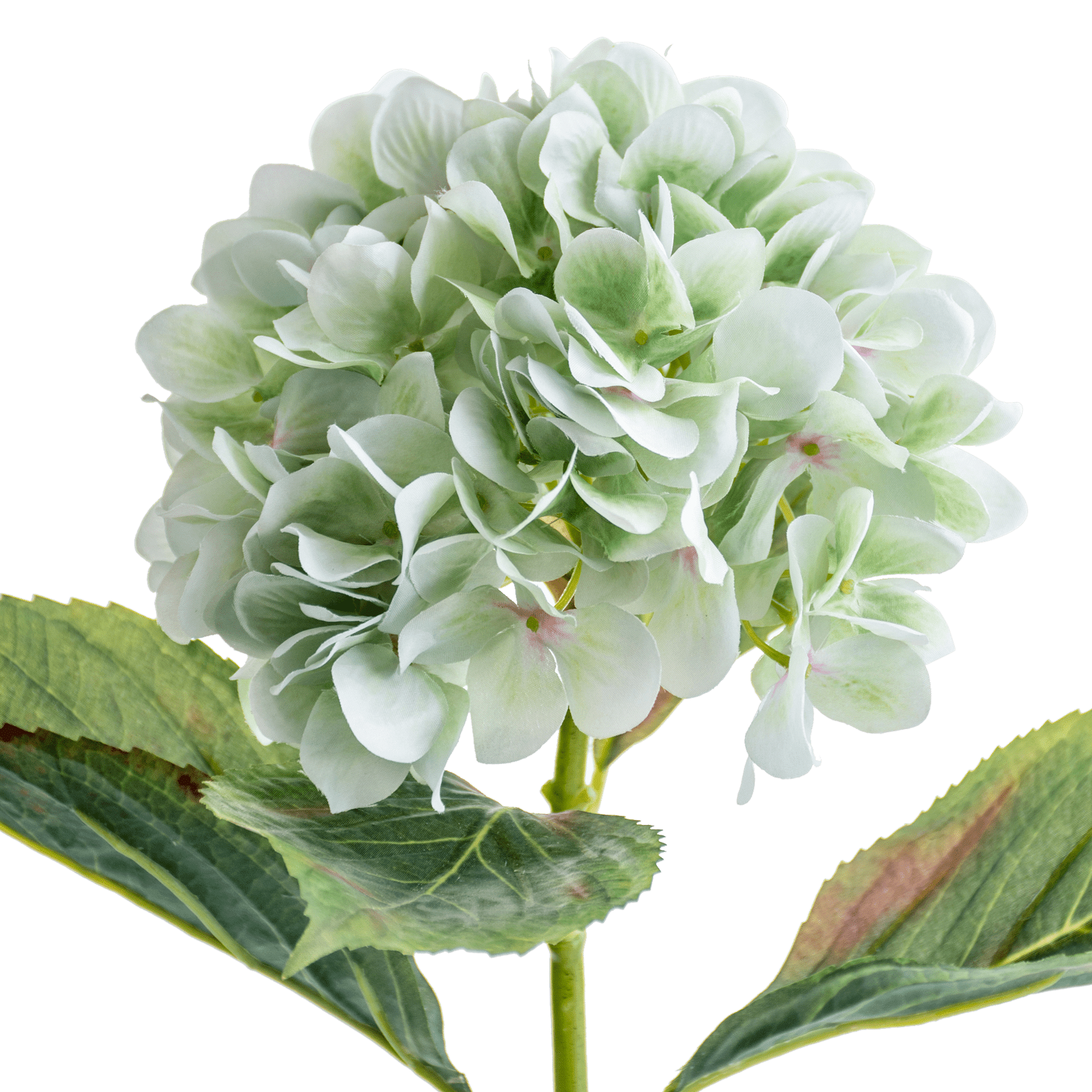 Hydrangea Stem Large