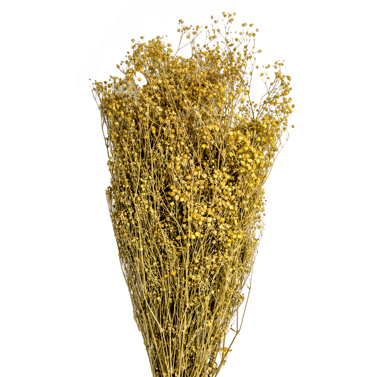 Gypsophilia Dried Botanical