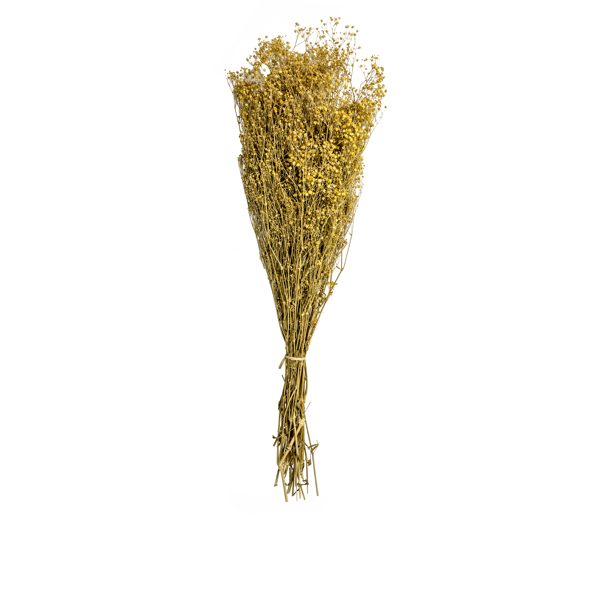 Gypsophilia Dried Botanical
