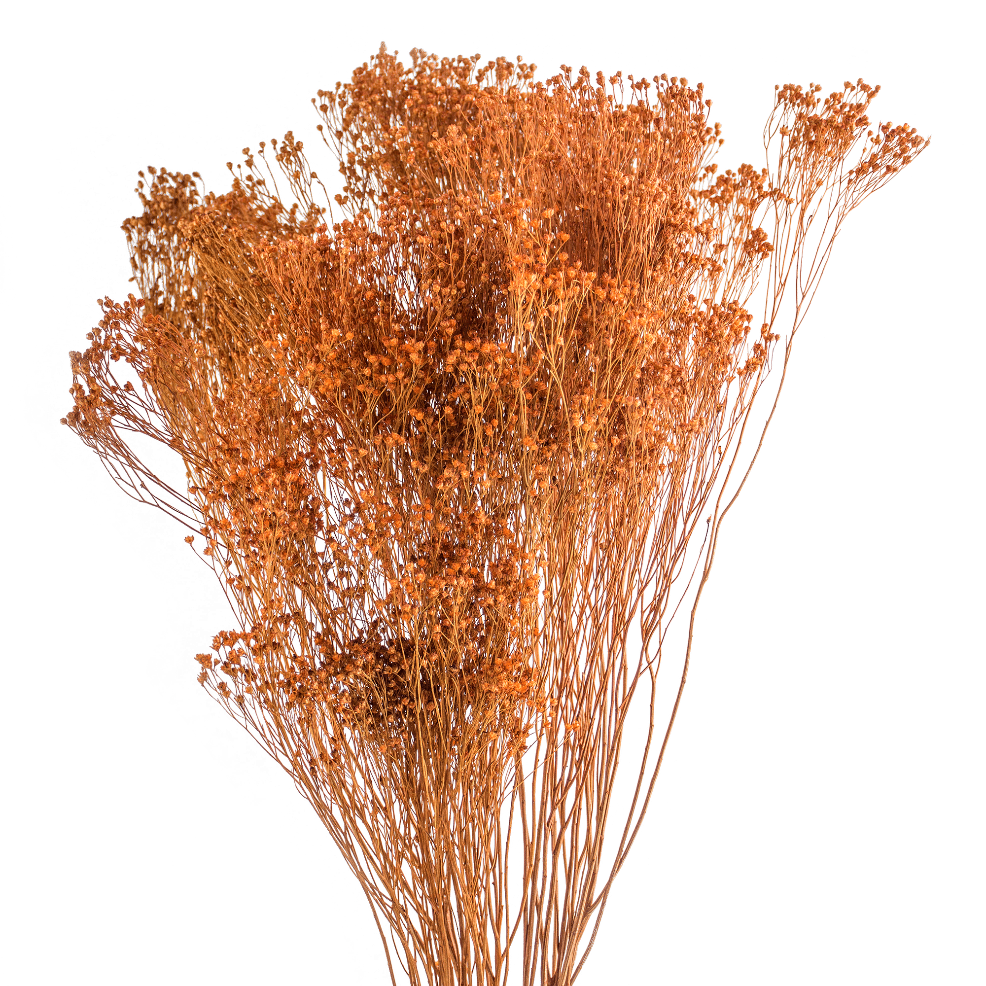 Dried Botanical Bunch Orange