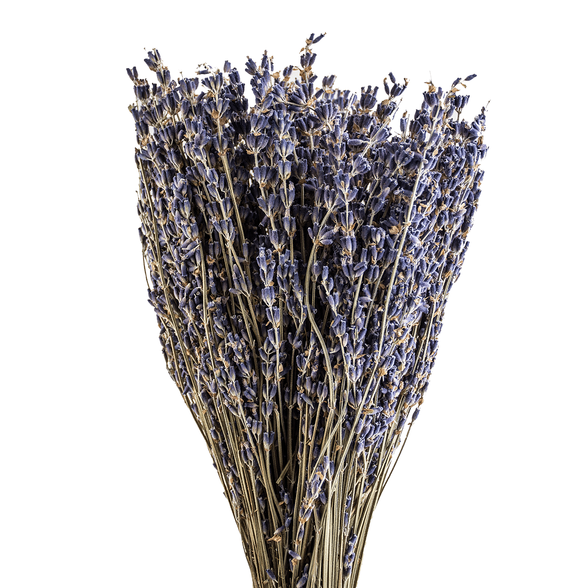 Lavander Dried Botanical