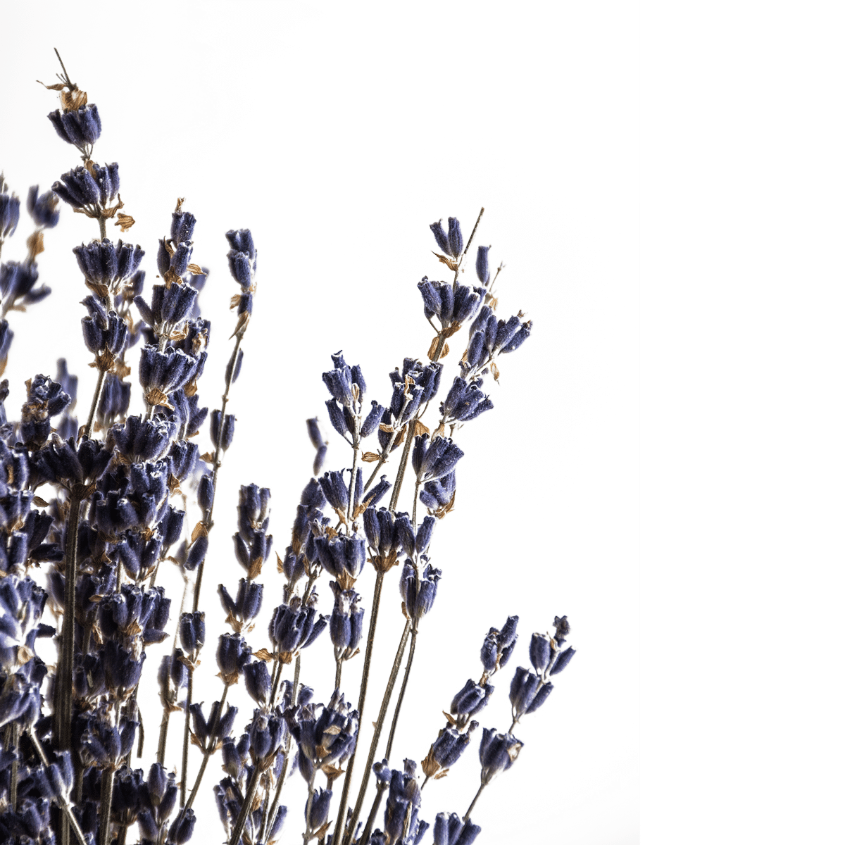 Lavander Dried Botanical
