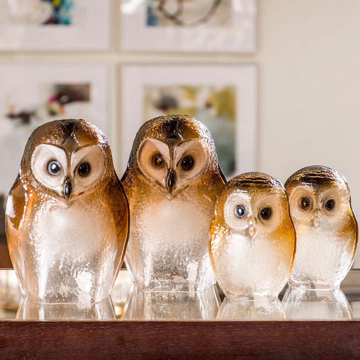 Safari Owlet