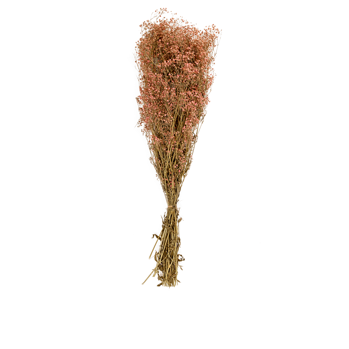 Gypsophile Paniculata Dried Botanical